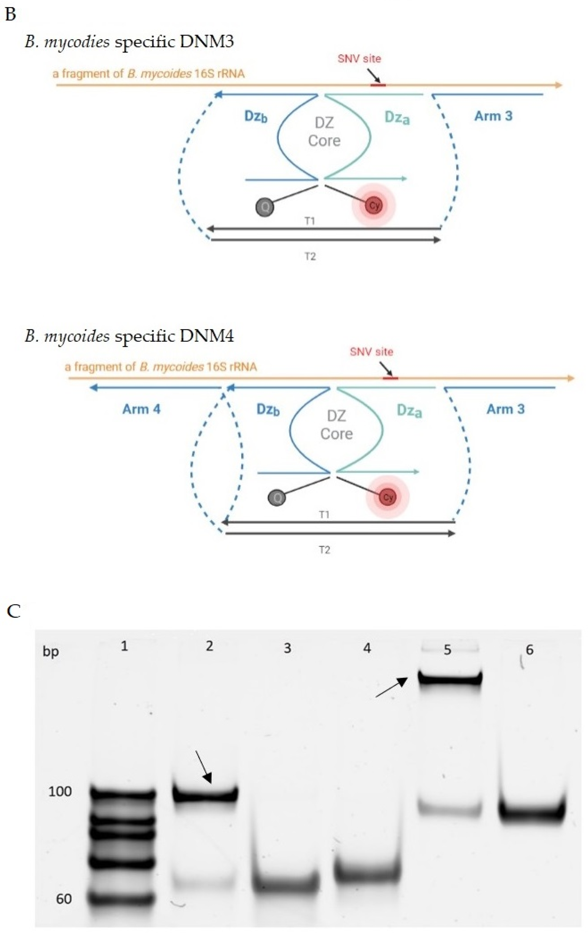 Ijms 24 04473 g002b Ijms 24 04473 g002b
