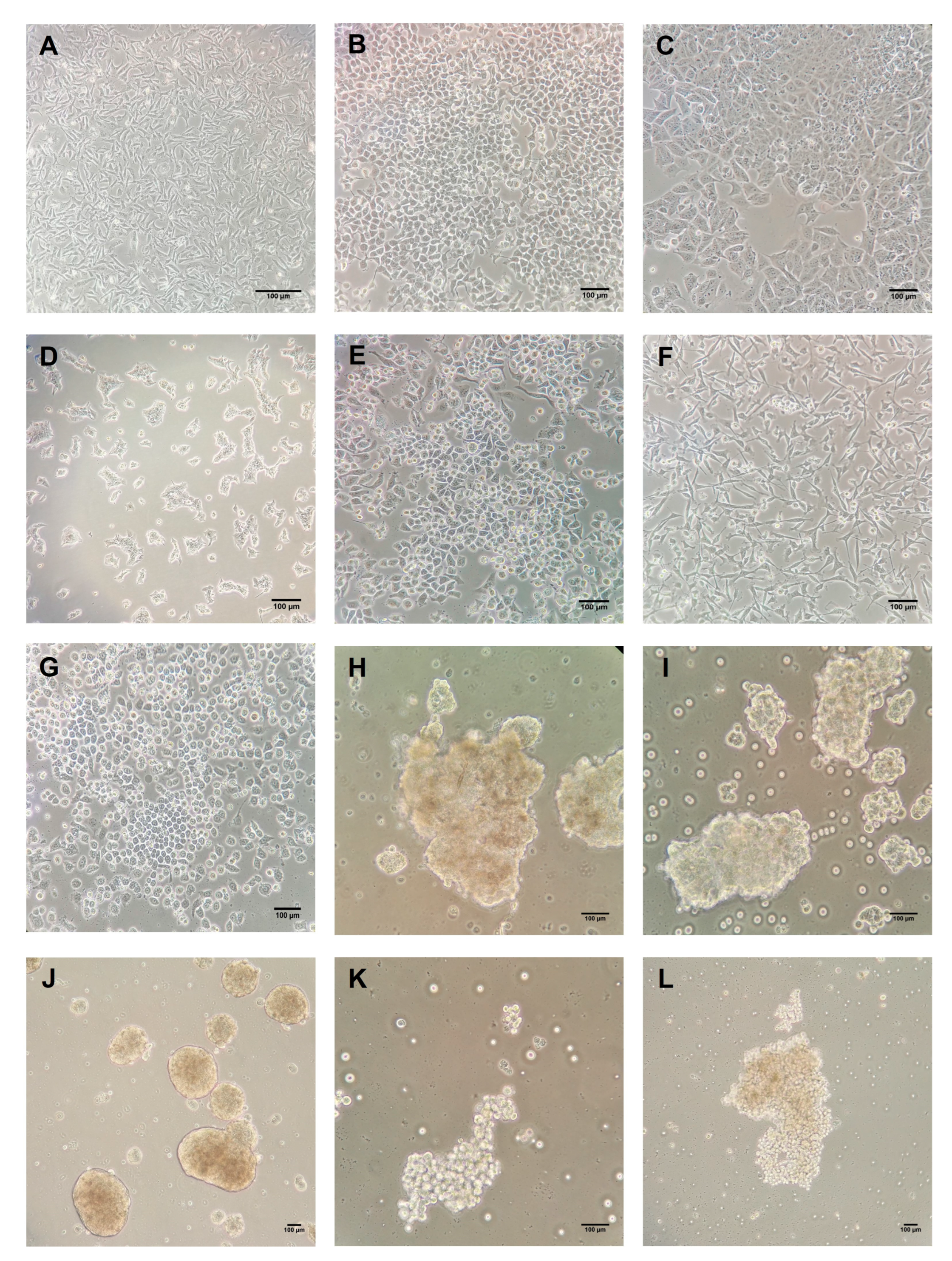 Ijms 24 04478 g004 Ijms 24 04478 g004