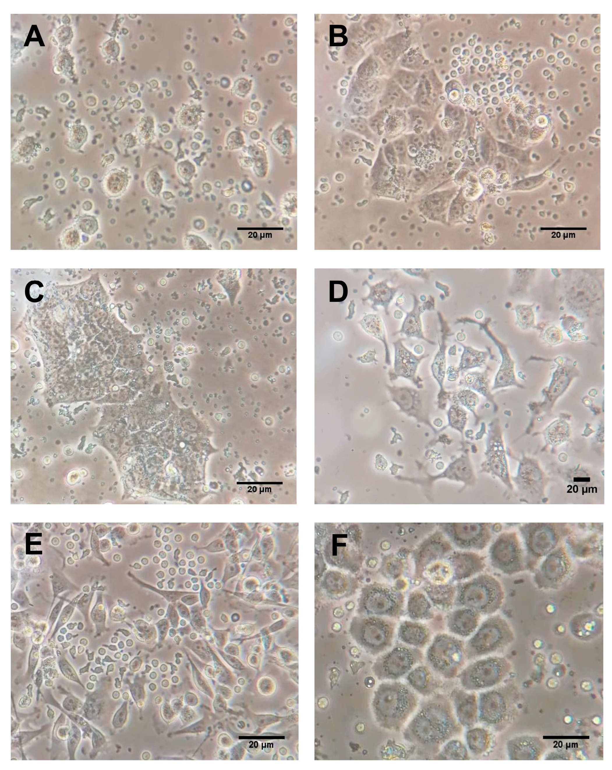 Ijms 24 04478 g005 Ijms 24 04478 g005