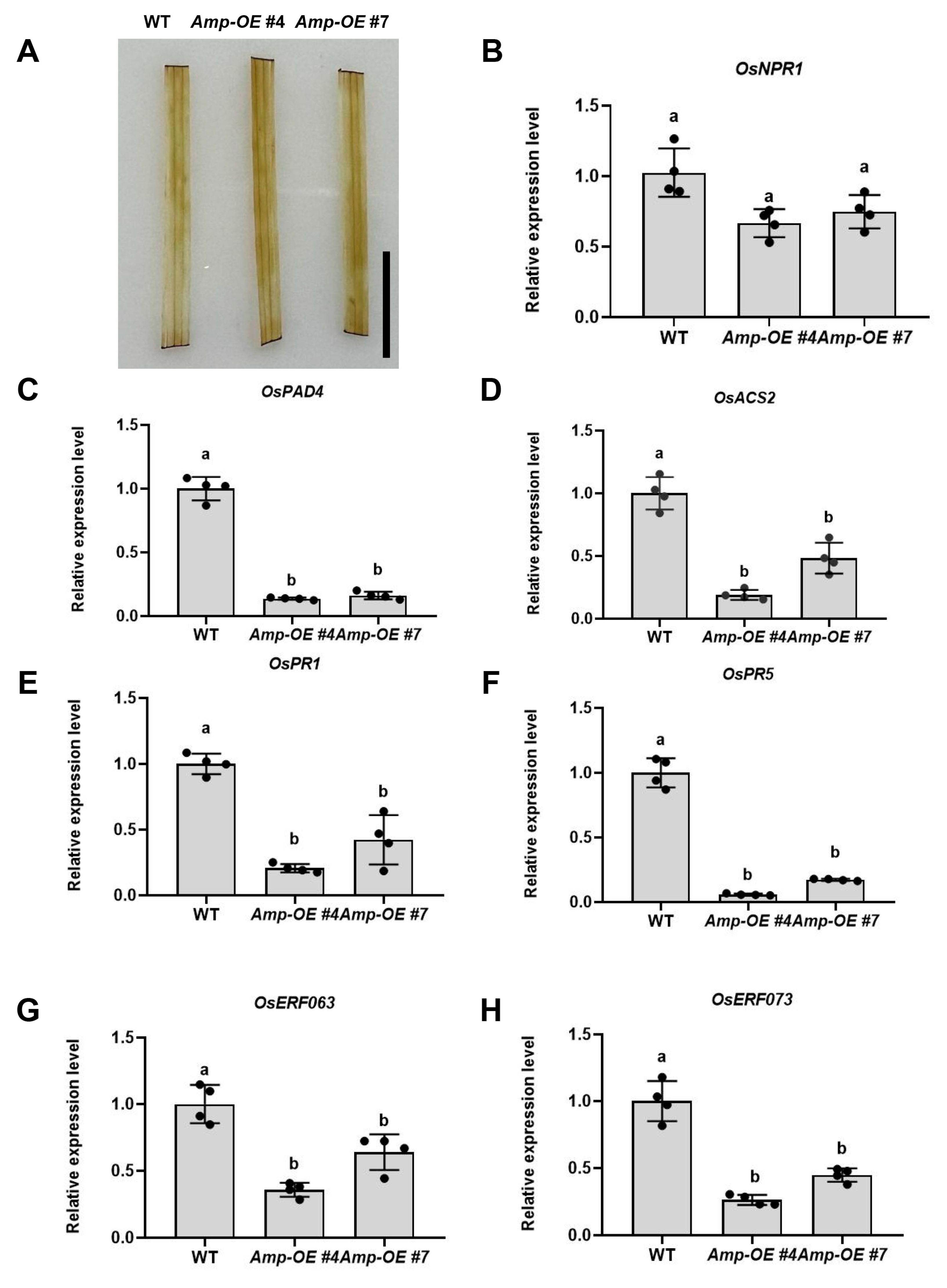 Ijms 24 04494 g004 Ijms 24 04494 g004