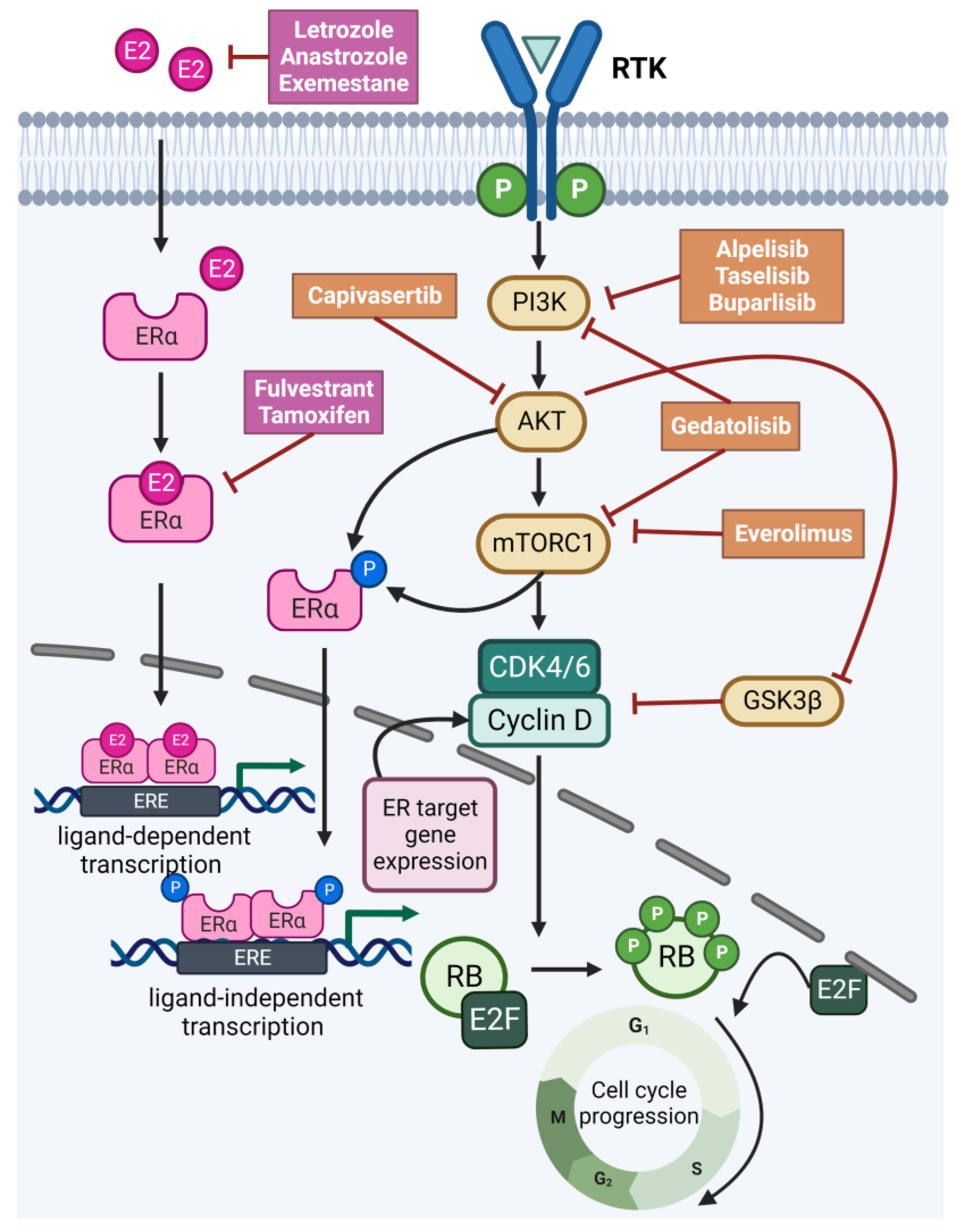Ijms 24 04522 g003 Ijms 24 04522 g003