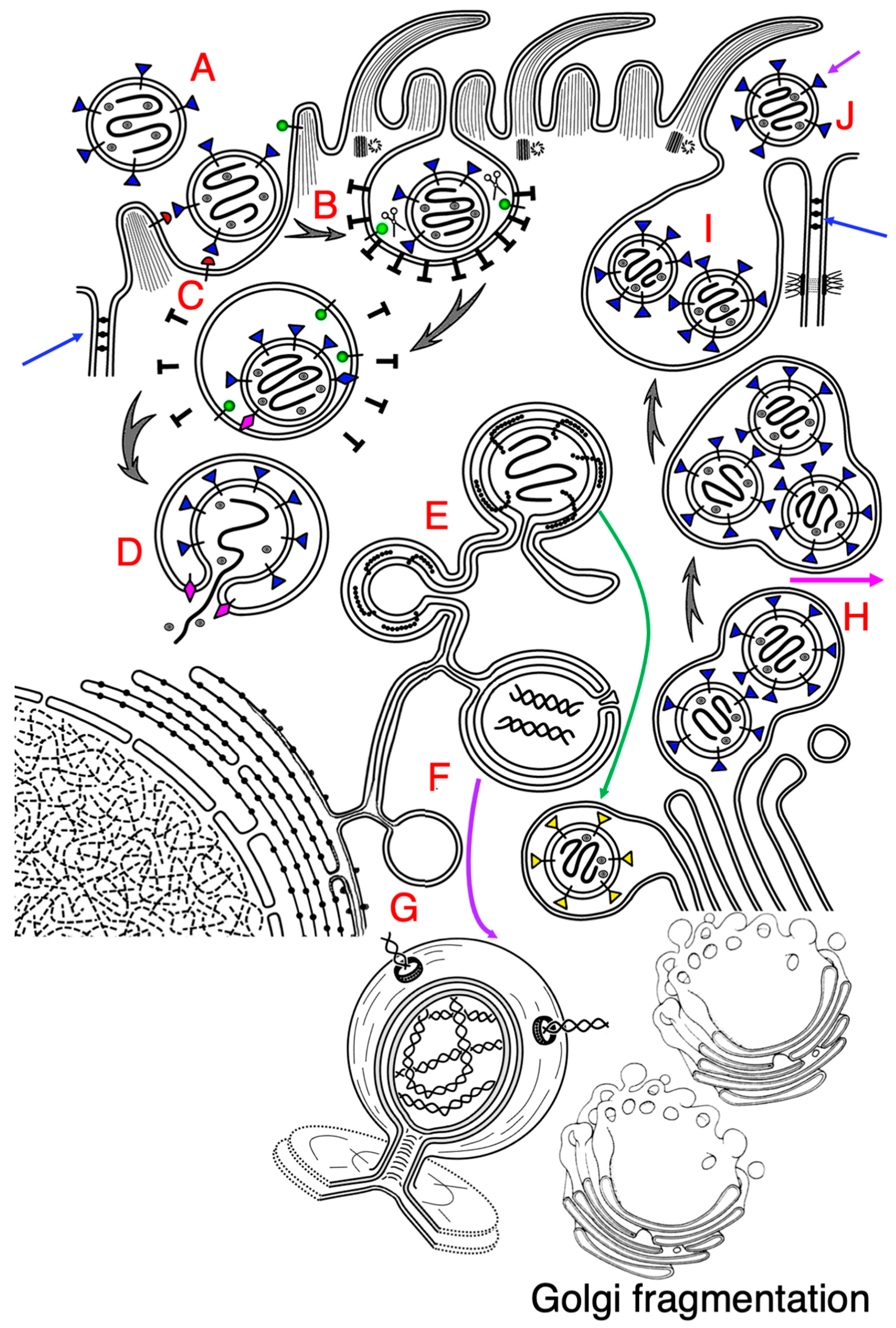 Ijms 24 04523 g001 Ijms 24 04523 g001