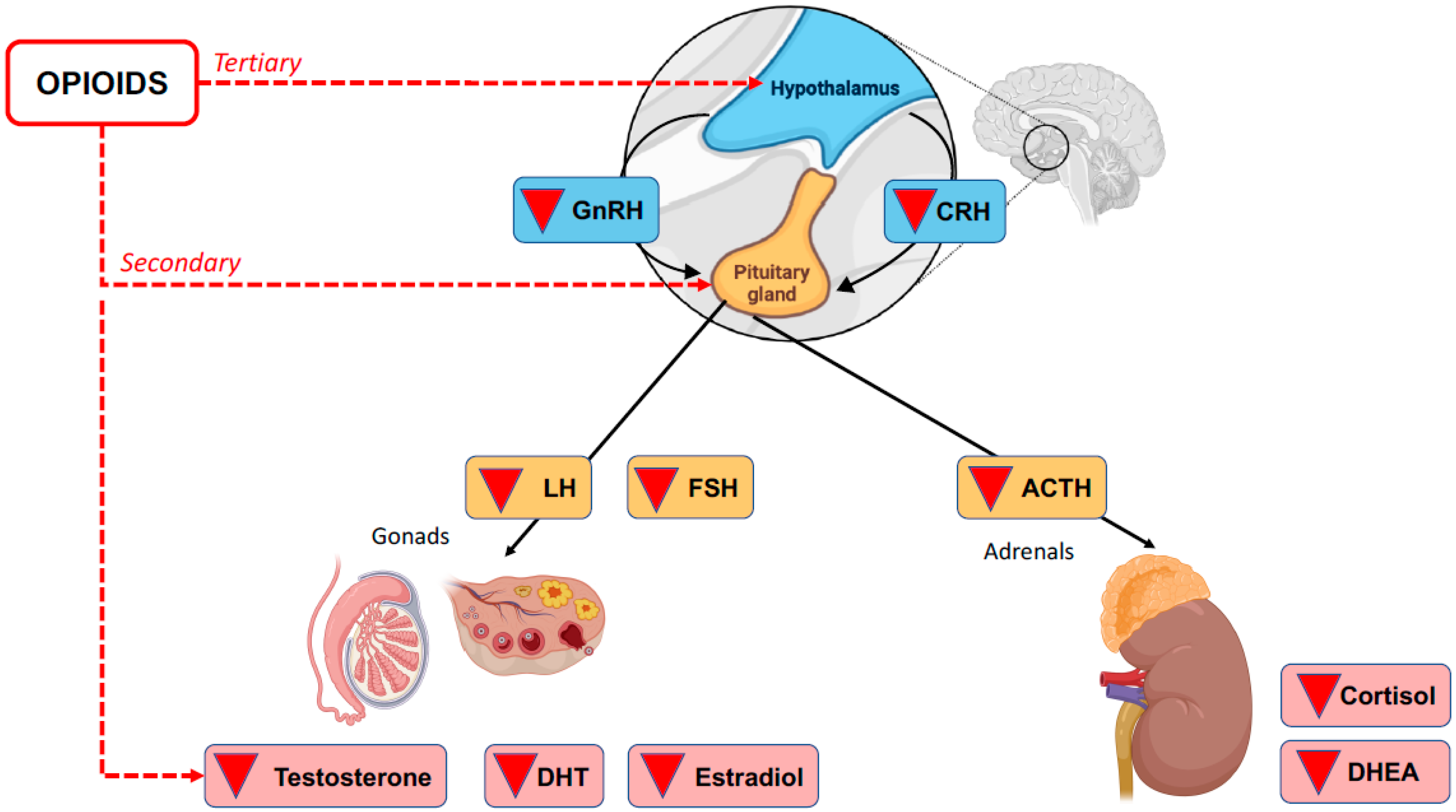 Ijms 24 04575 g001 Ijms 24 04575 g001