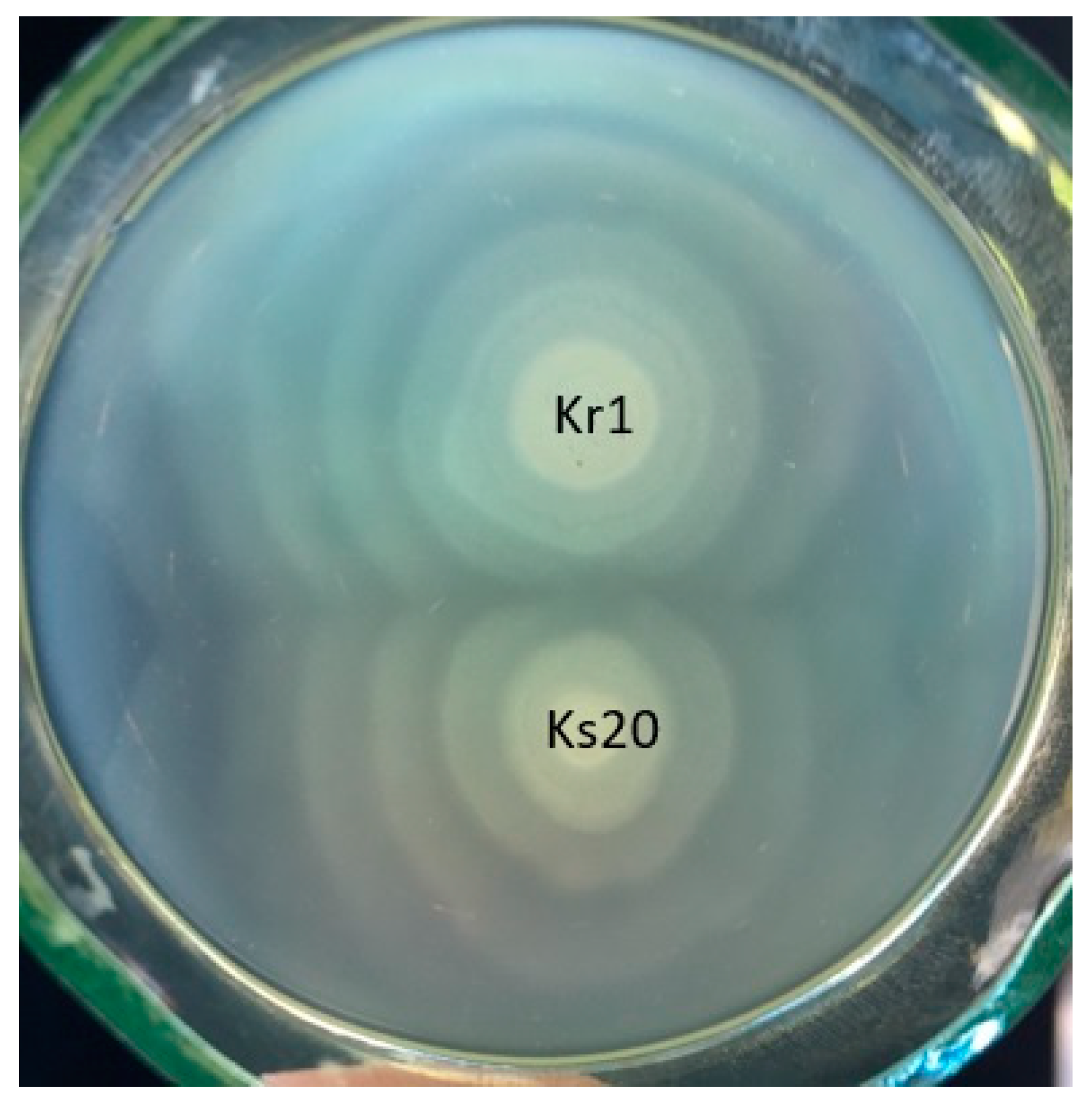 Ijms 24 04699 g001 Ijms 24 04699 g001