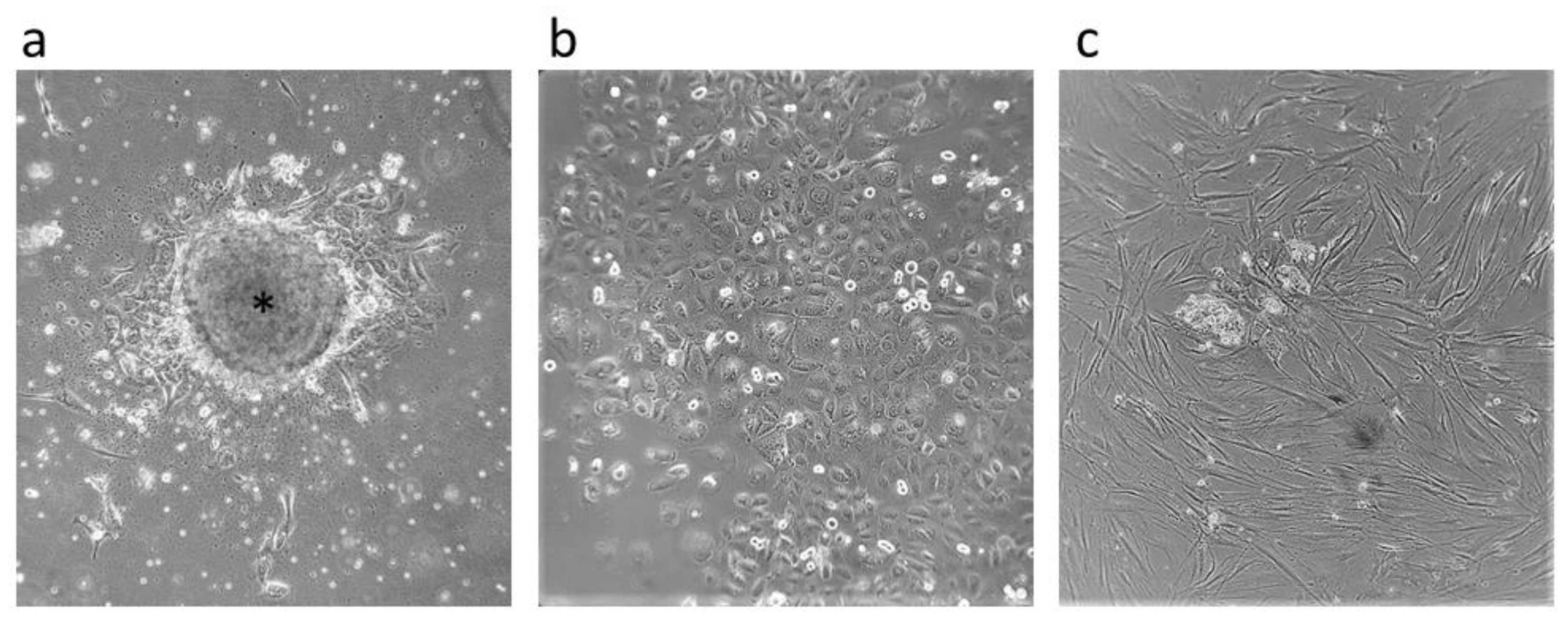 Ijms 24 04704 g001 Ijms 24 04704 g001