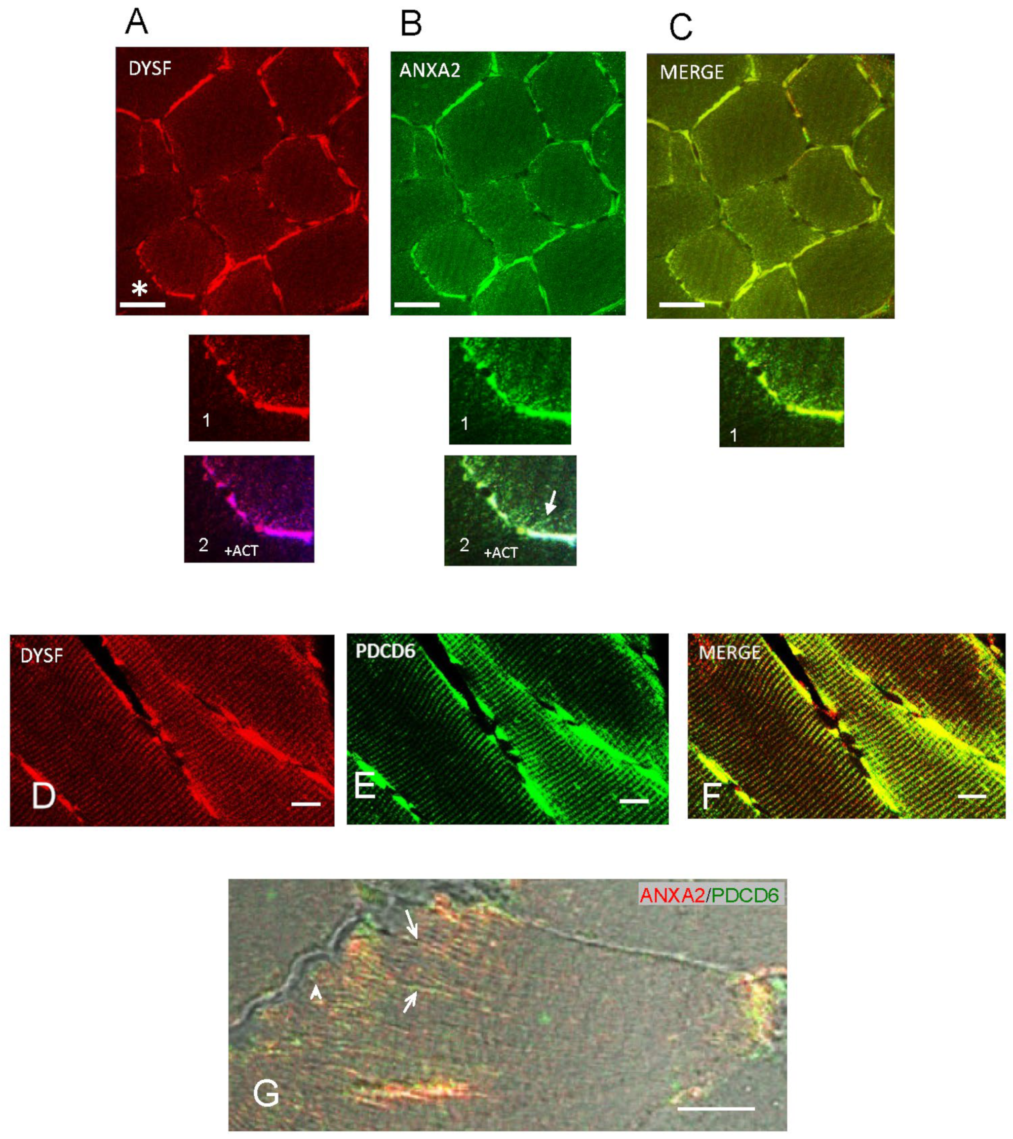Ijms 24 04707 g006 Ijms 24 04707 g006