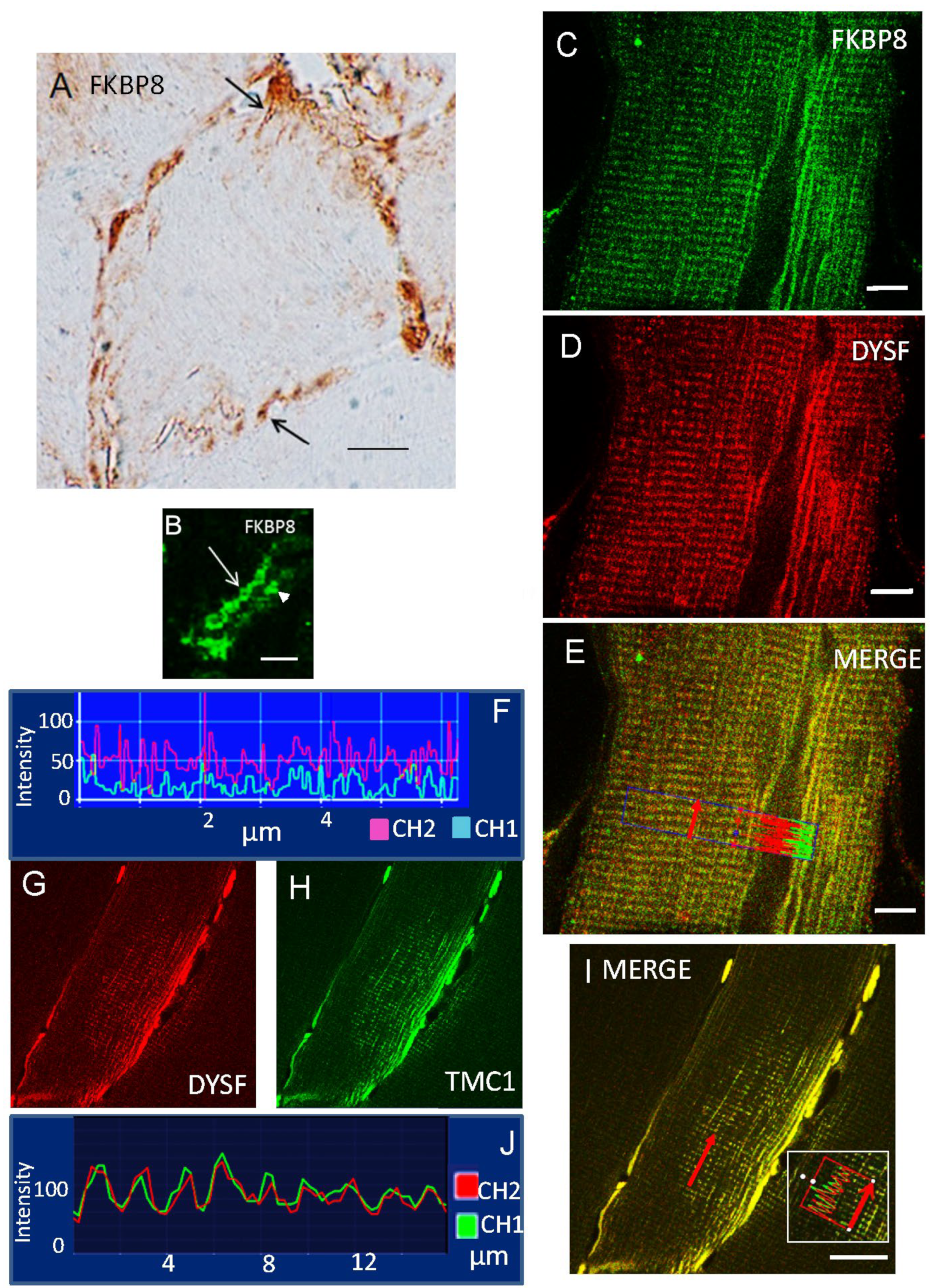 Ijms 24 04707 g007 Ijms 24 04707 g007