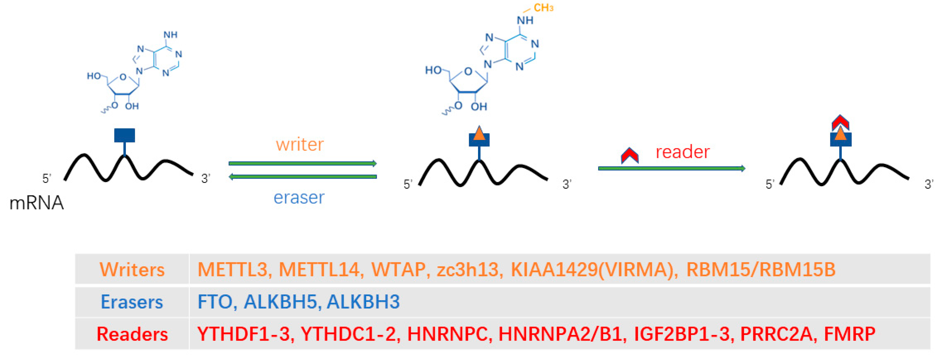 Ijms 24 04721 g002 Ijms 24 04721 g002