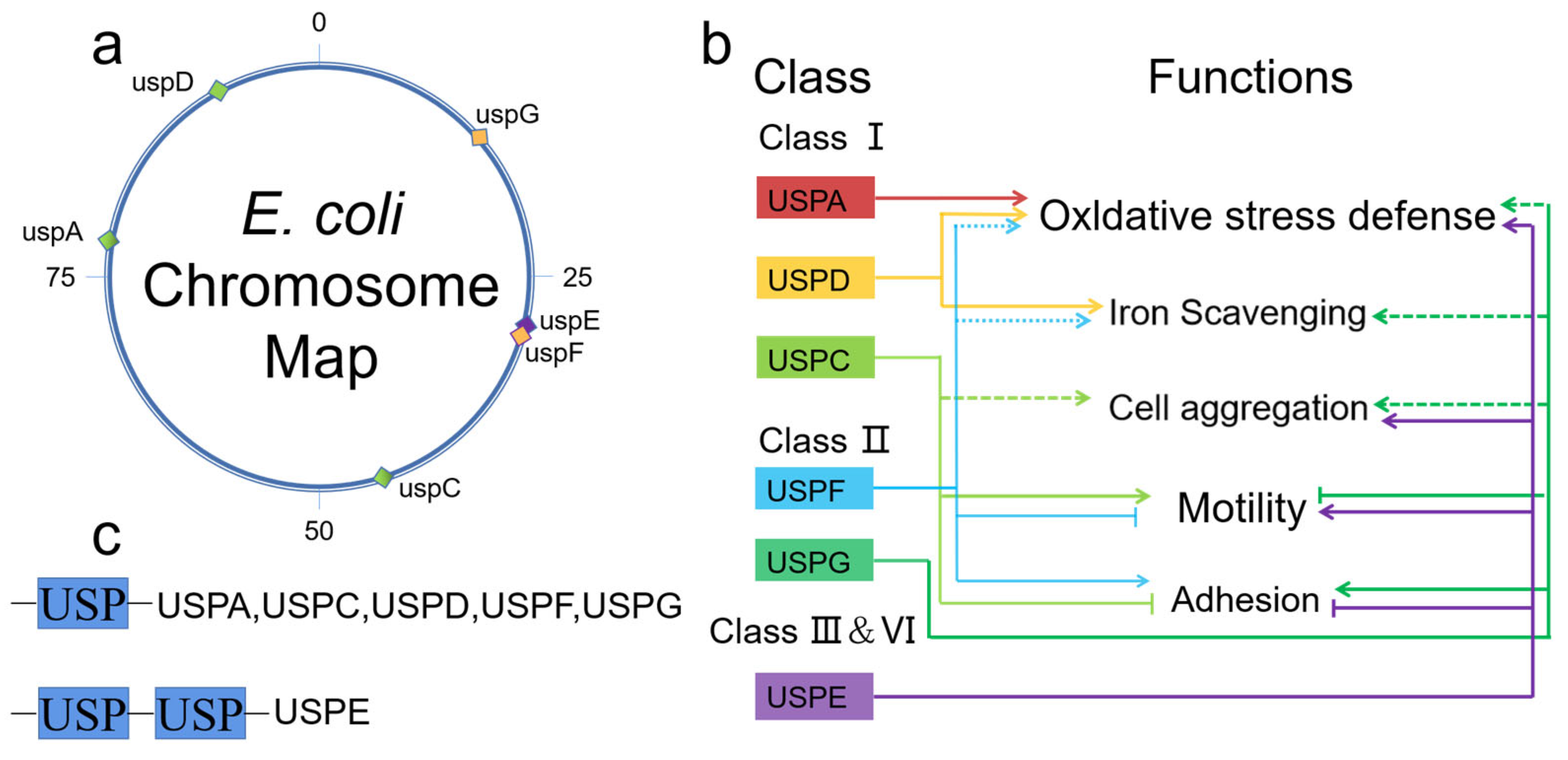 Ijms 24 04725 g001 Ijms 24 04725 g001