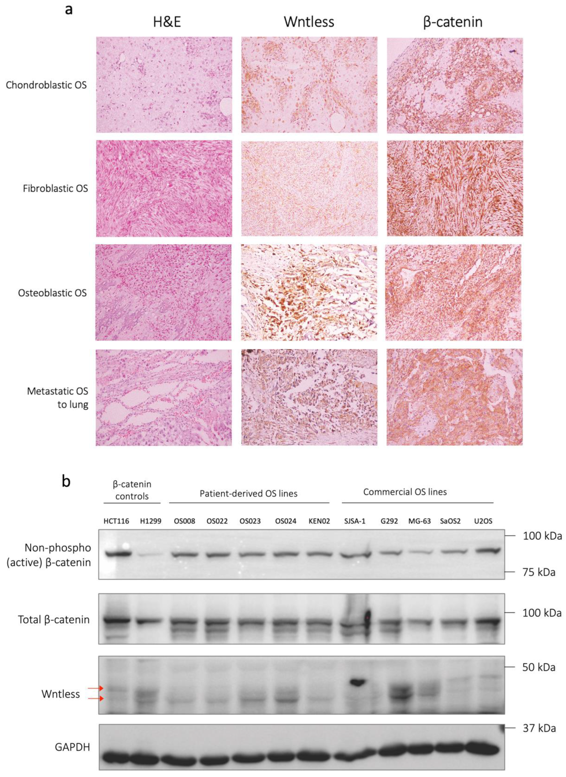Ijms 24 04759 g001 Ijms 24 04759 g001
