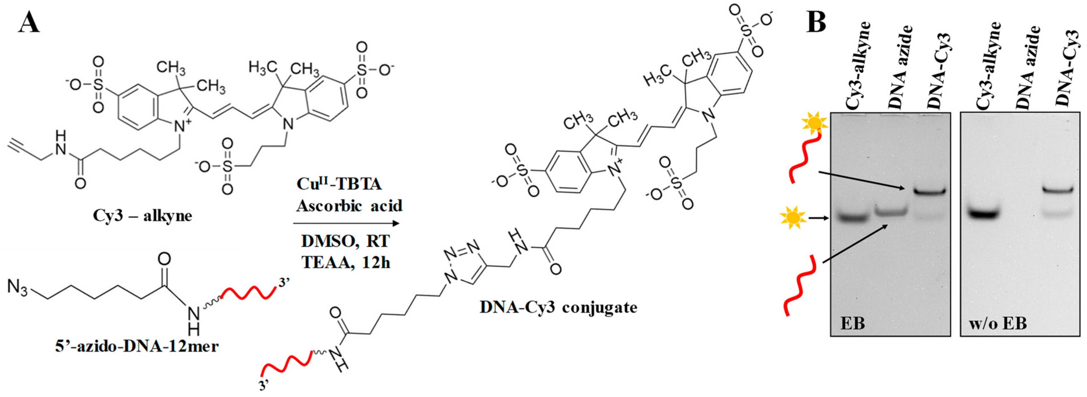 Ijms 24 04797 g002 Ijms 24 04797 g002