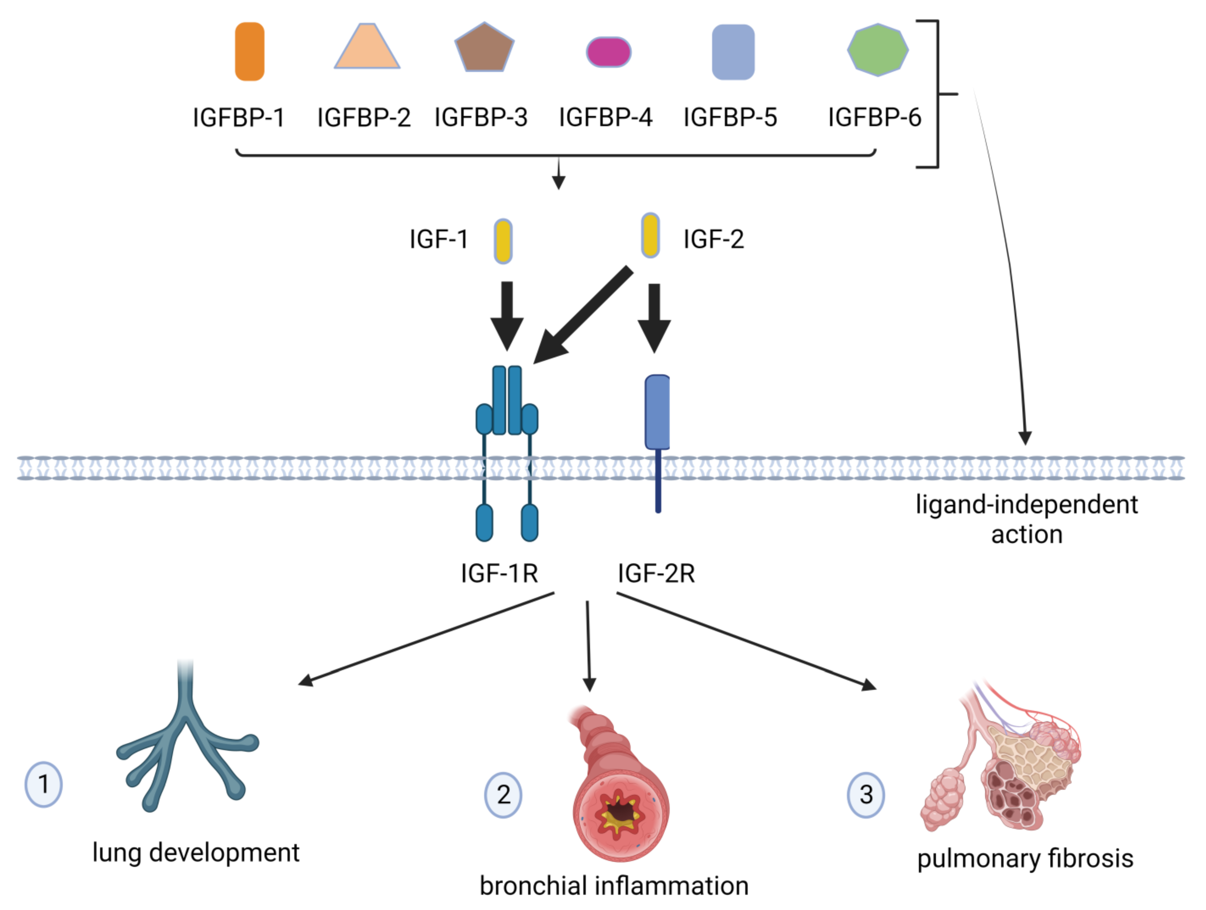 Ijms 24 04804 g001 Ijms 24 04804 g001