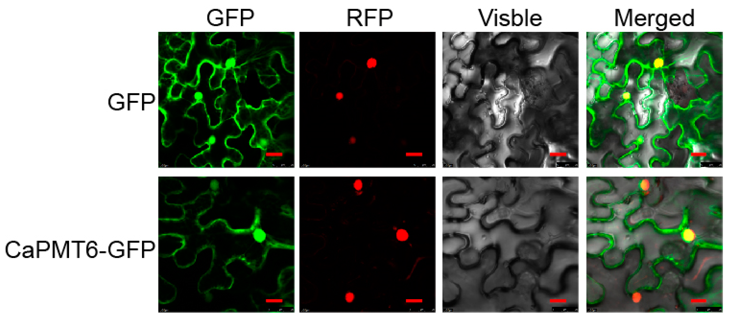 Ijms 24 04849 g004 Ijms 24 04849 g004