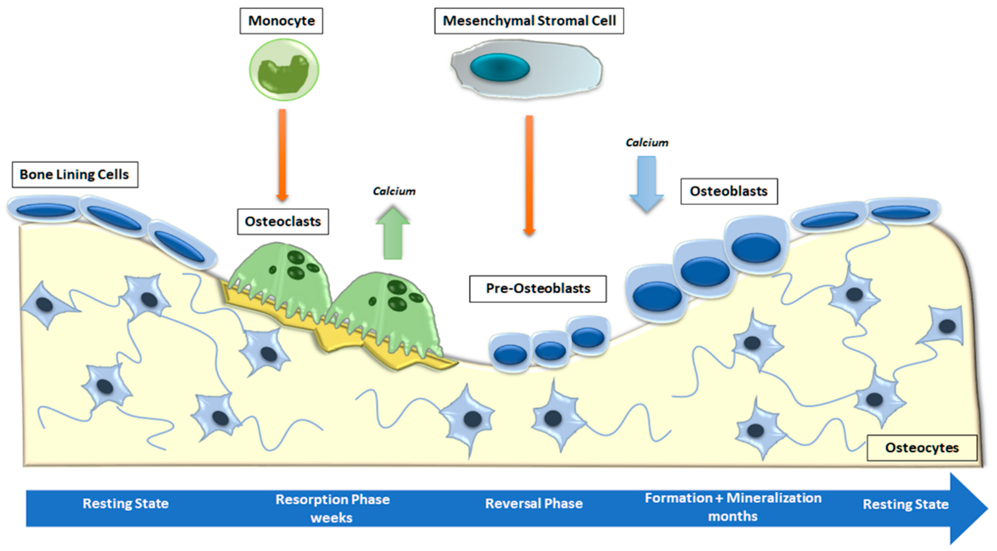Ijms 24 04893 g002 Ijms 24 04893 g002