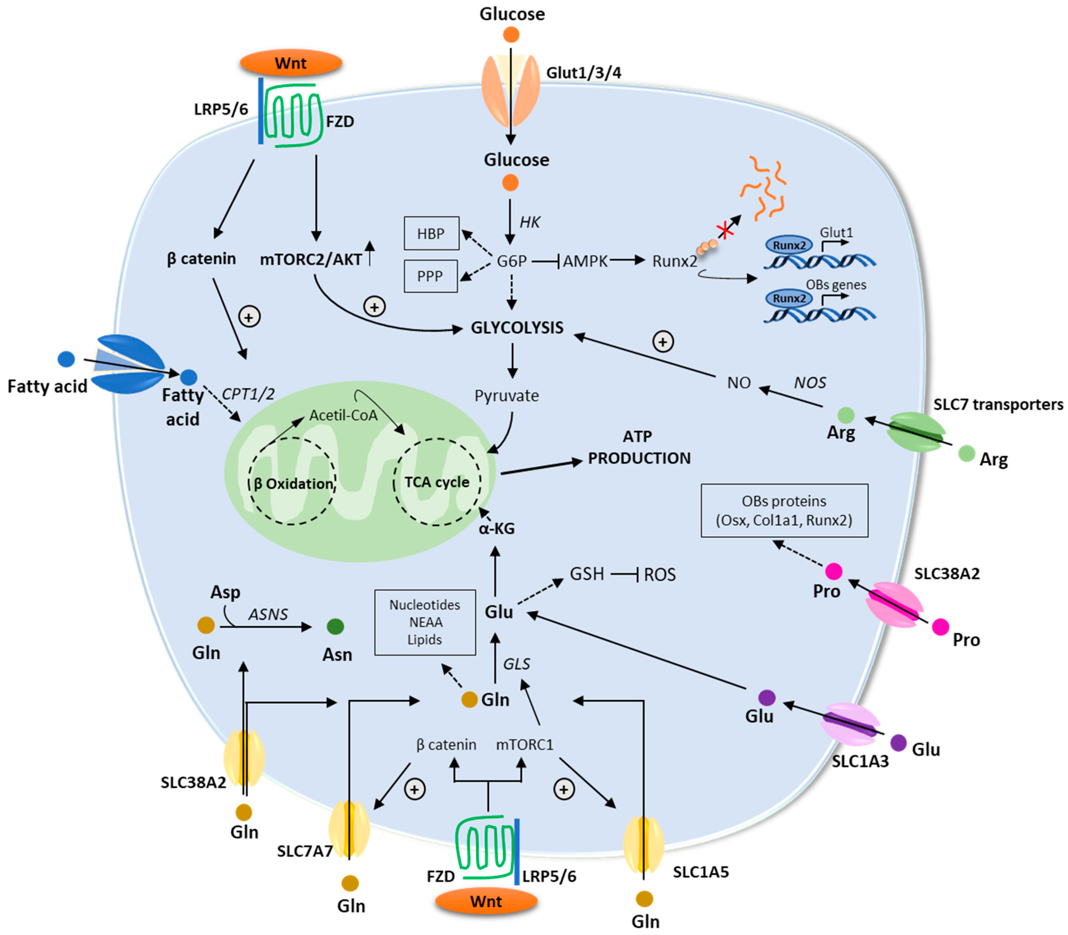 Ijms 24 04893 g003 Ijms 24 04893 g003