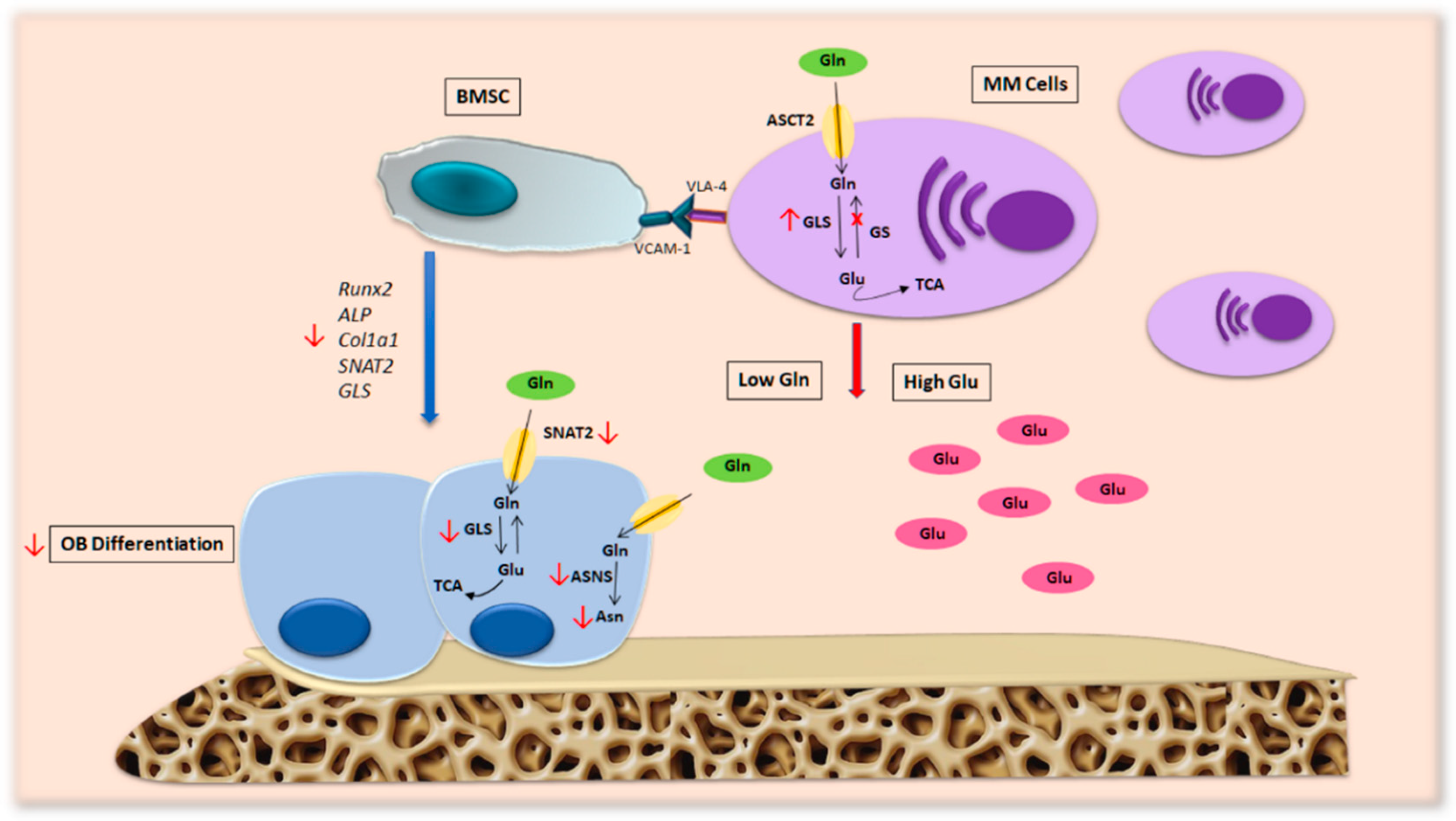 Ijms 24 04893 g004 Ijms 24 04893 g004