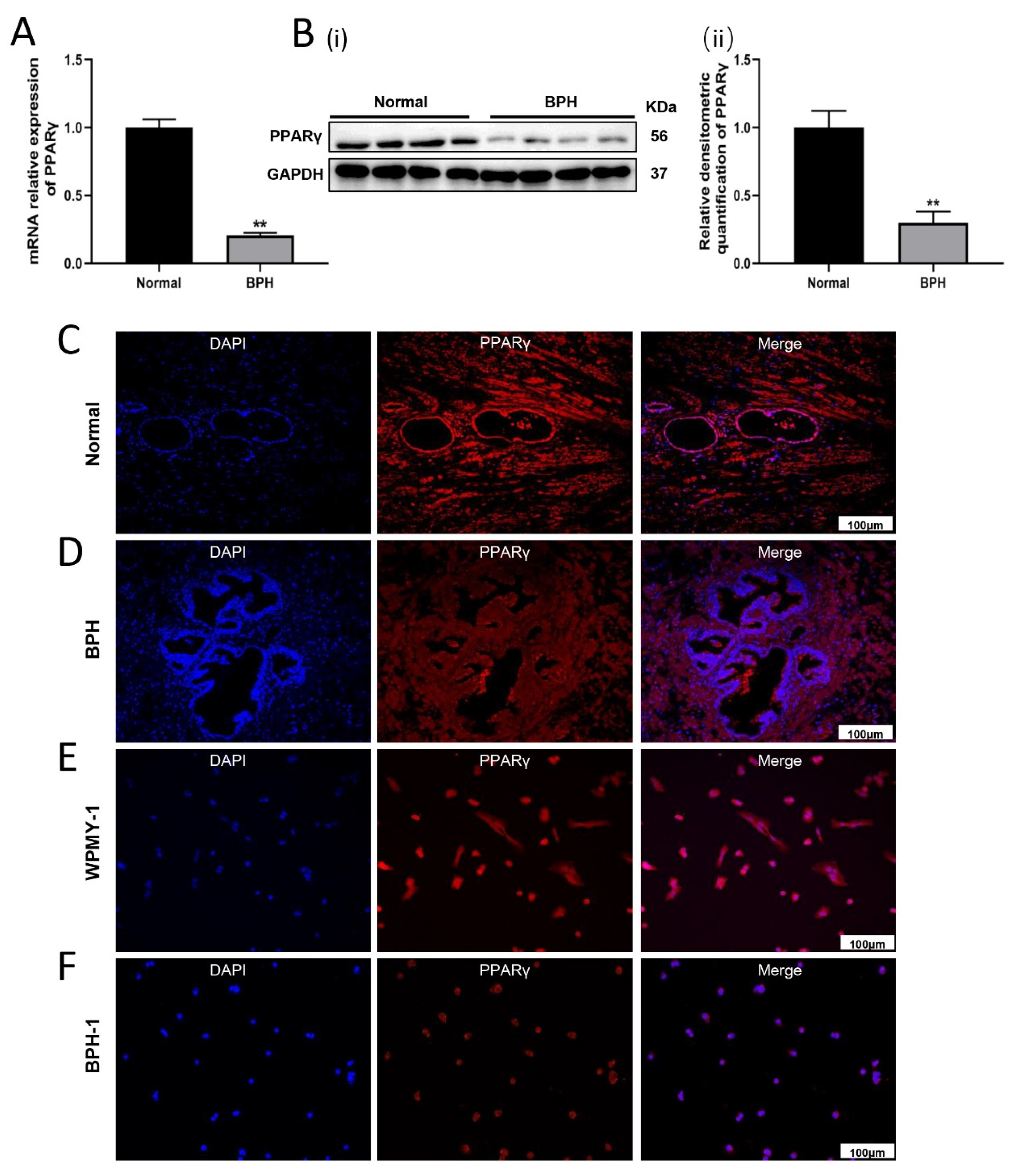 Ijms 24 04911 g001 Ijms 24 04911 g001