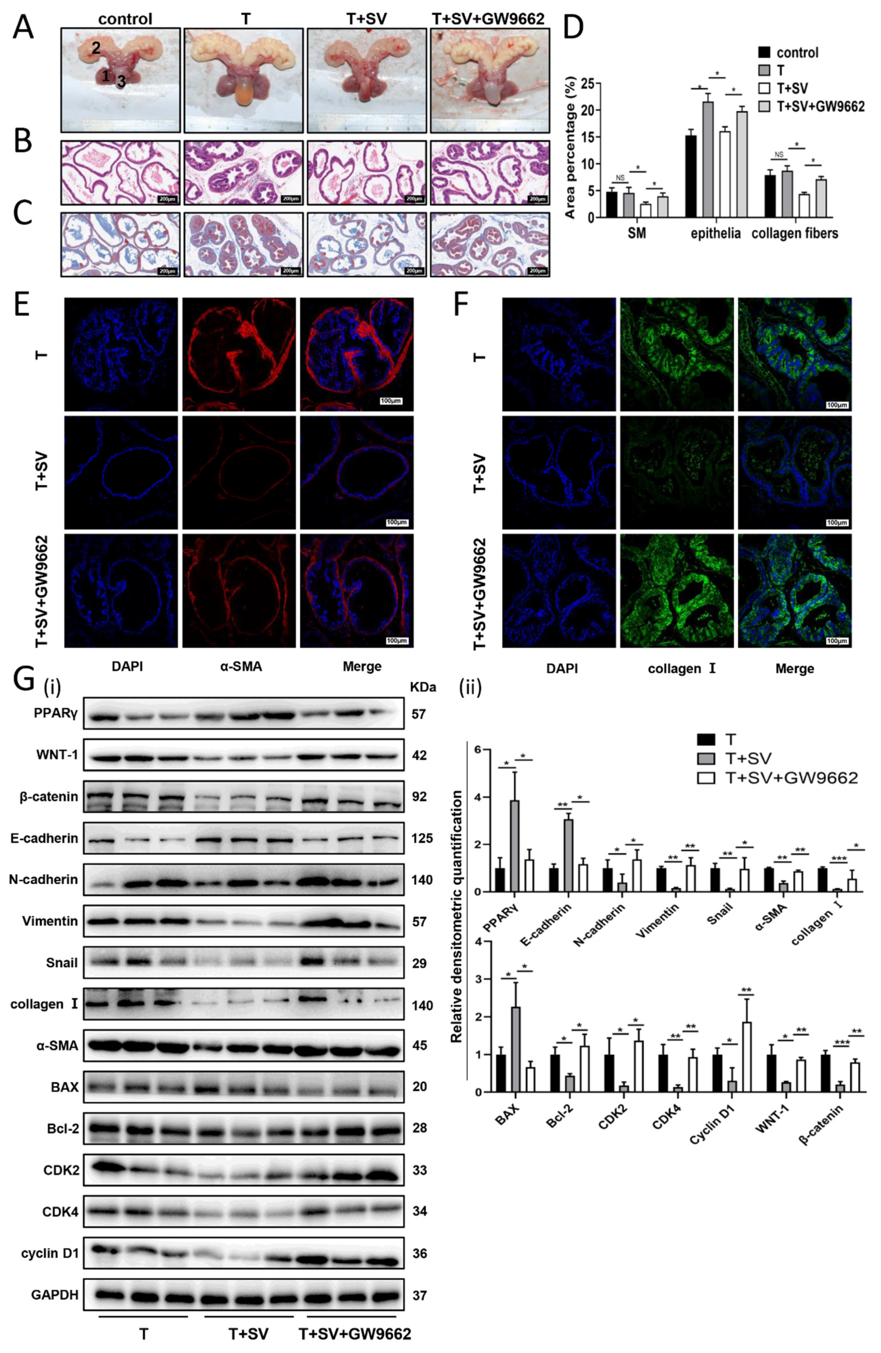 Ijms 24 04911 g006 Ijms 24 04911 g006