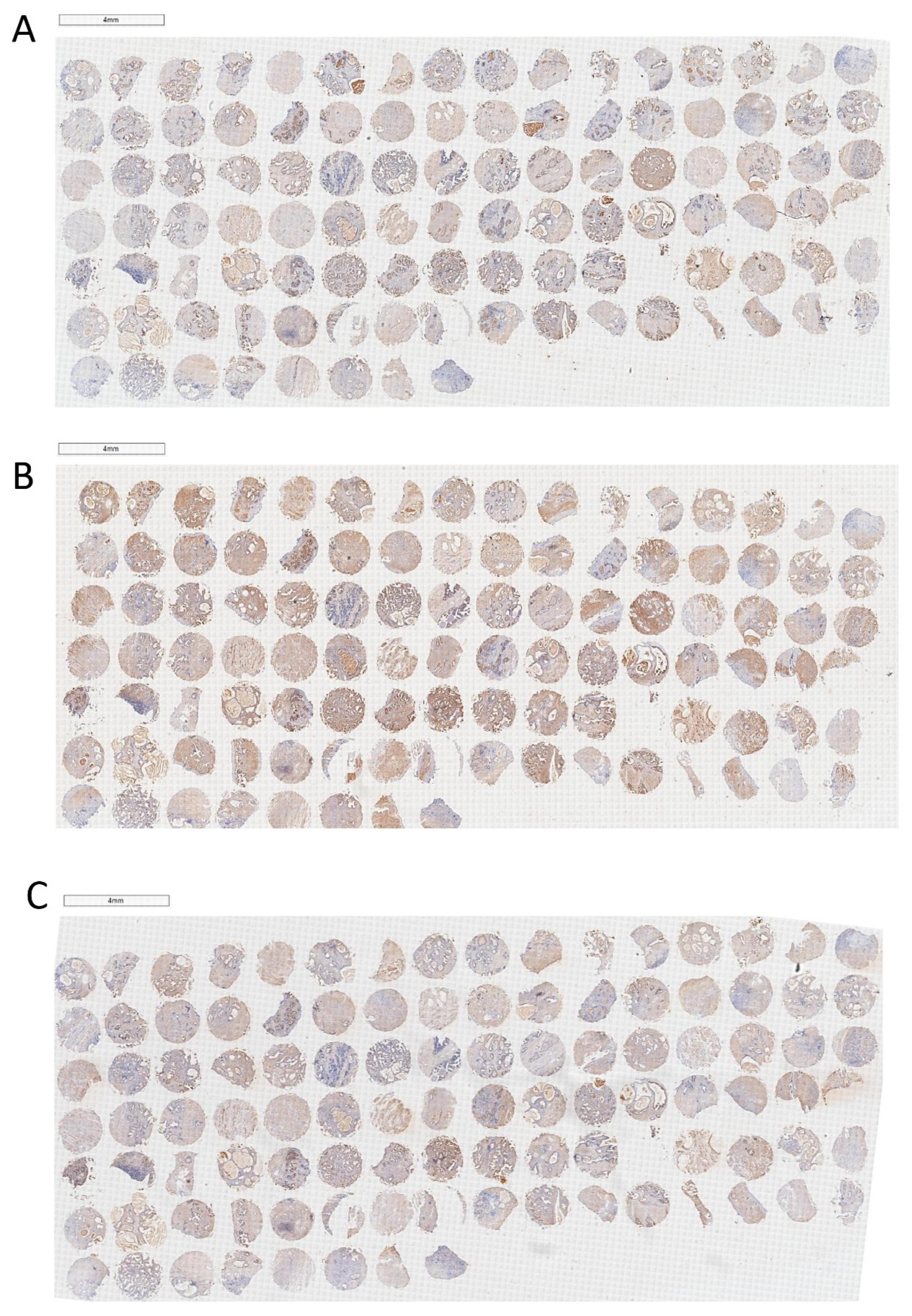 Ijms 24 04911 g007 Ijms 24 04911 g007