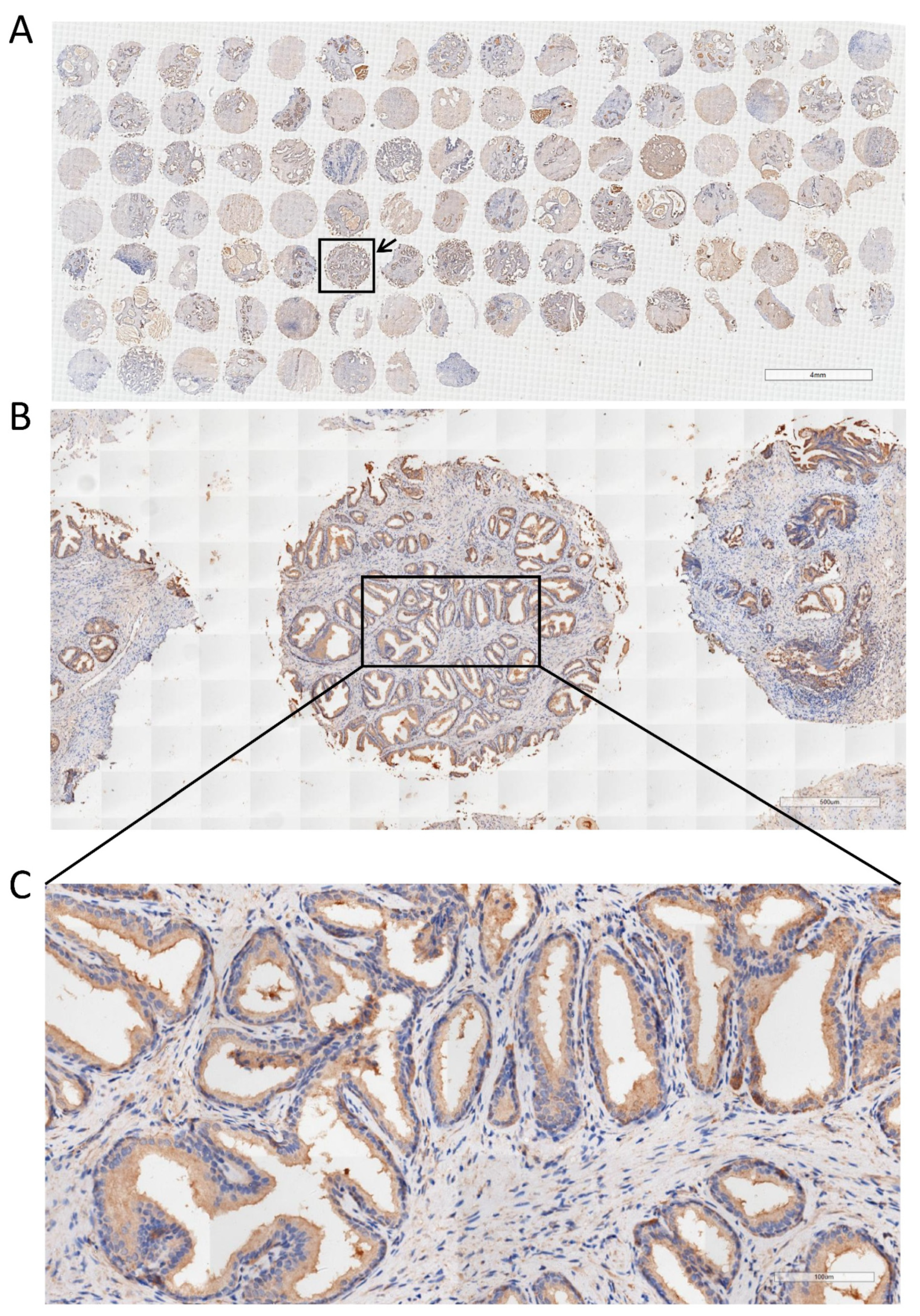 Ijms 24 04911 g008 Ijms 24 04911 g008