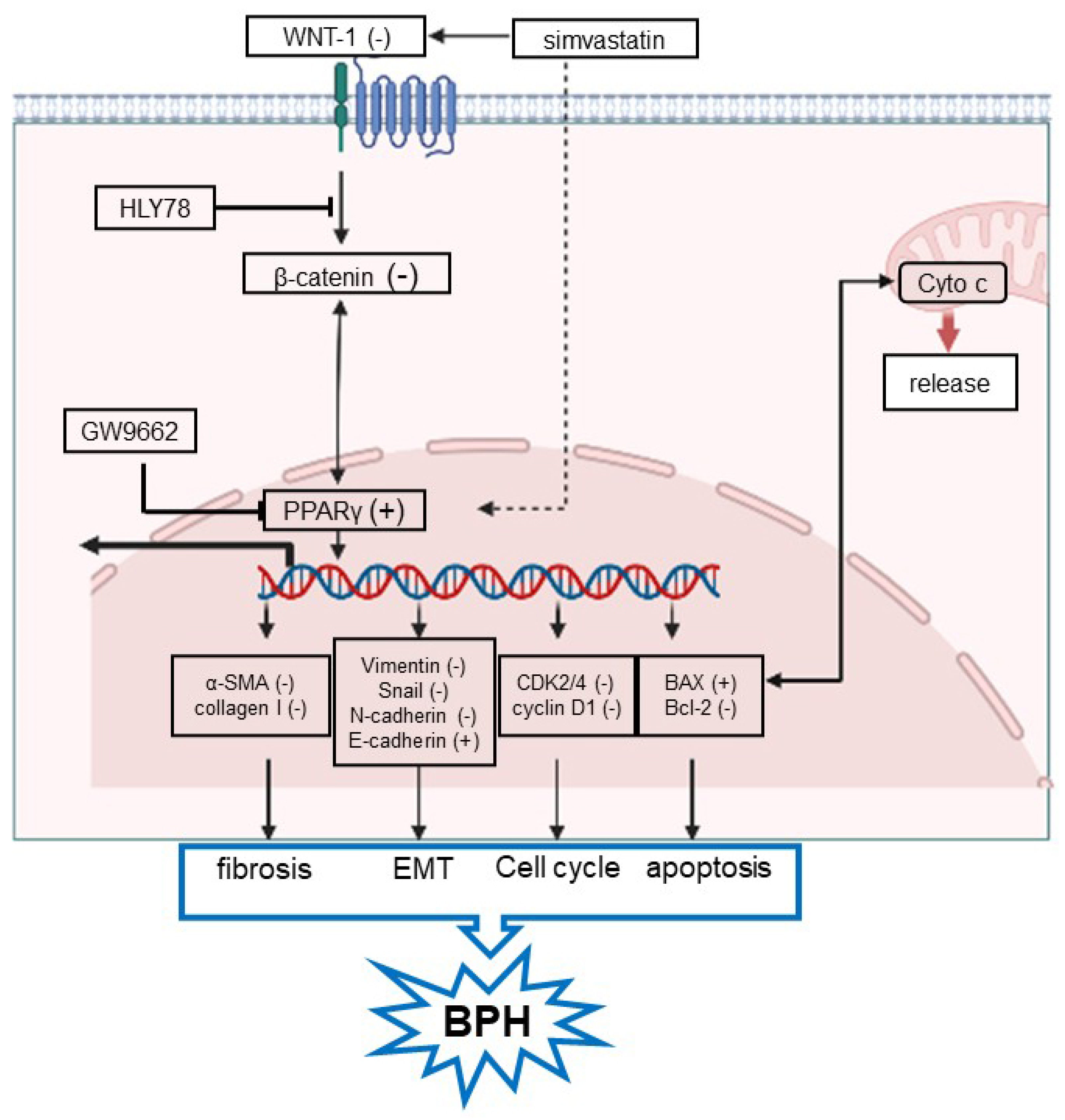 Ijms 24 04911 g009 Ijms 24 04911 g009