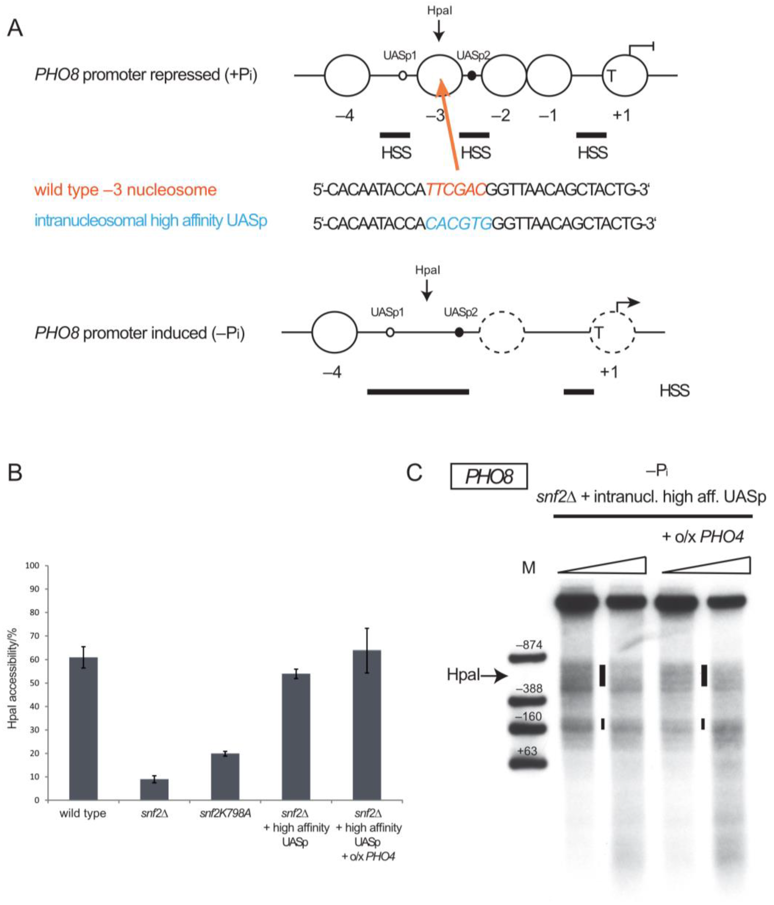 Ijms 24 04949 g001 Ijms 24 04949 g001