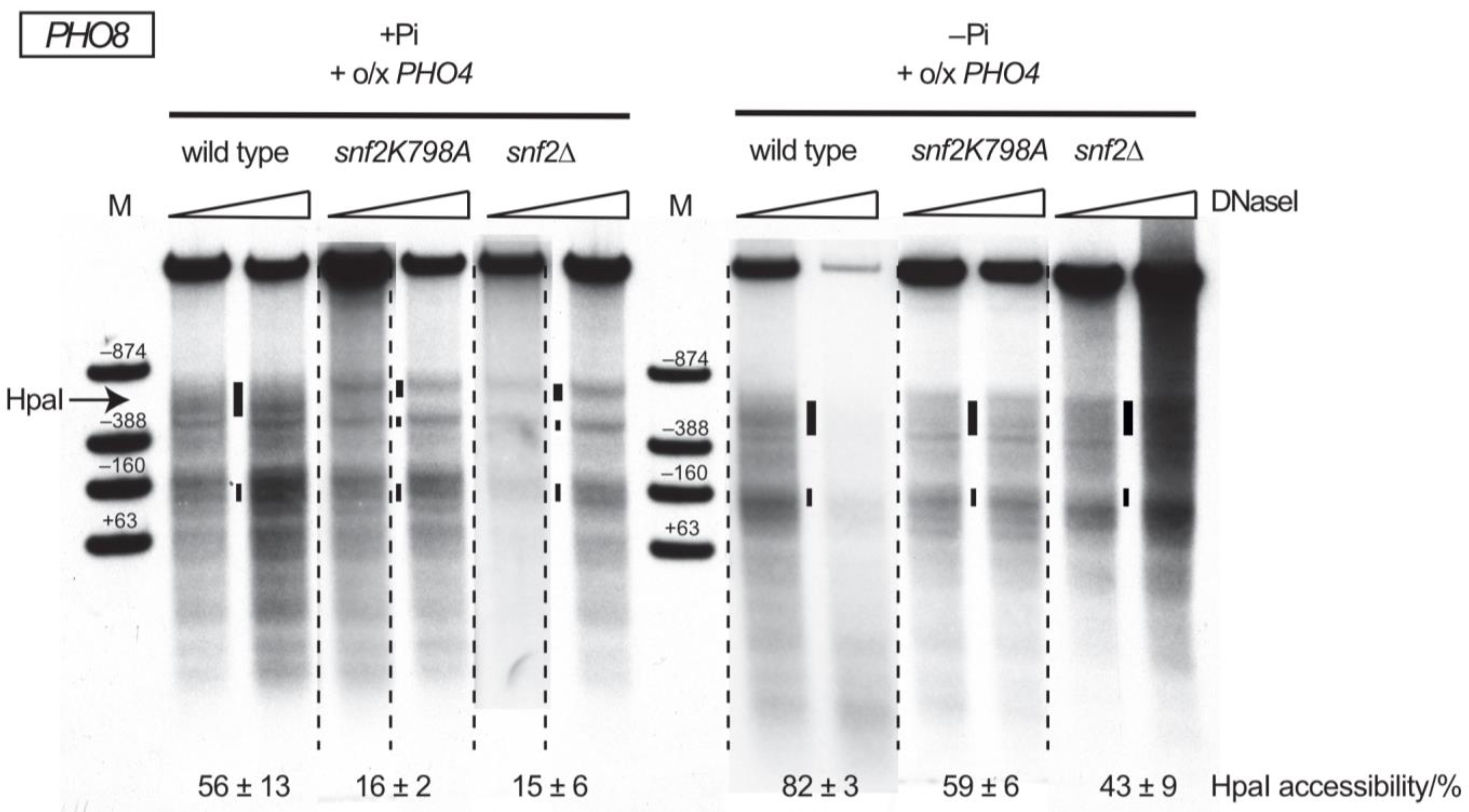 Ijms 24 04949 g003 Ijms 24 04949 g003
