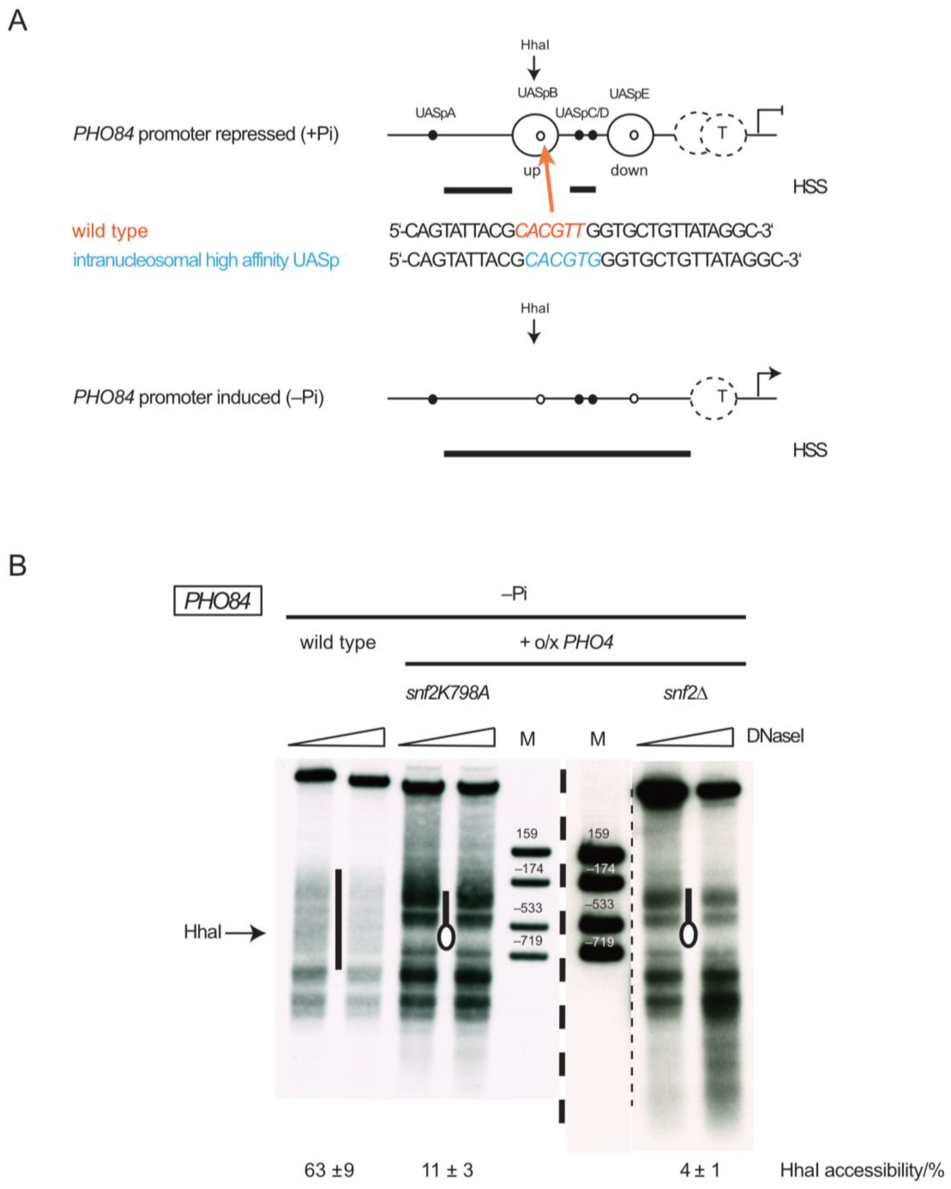 Ijms 24 04949 g007 Ijms 24 04949 g007
