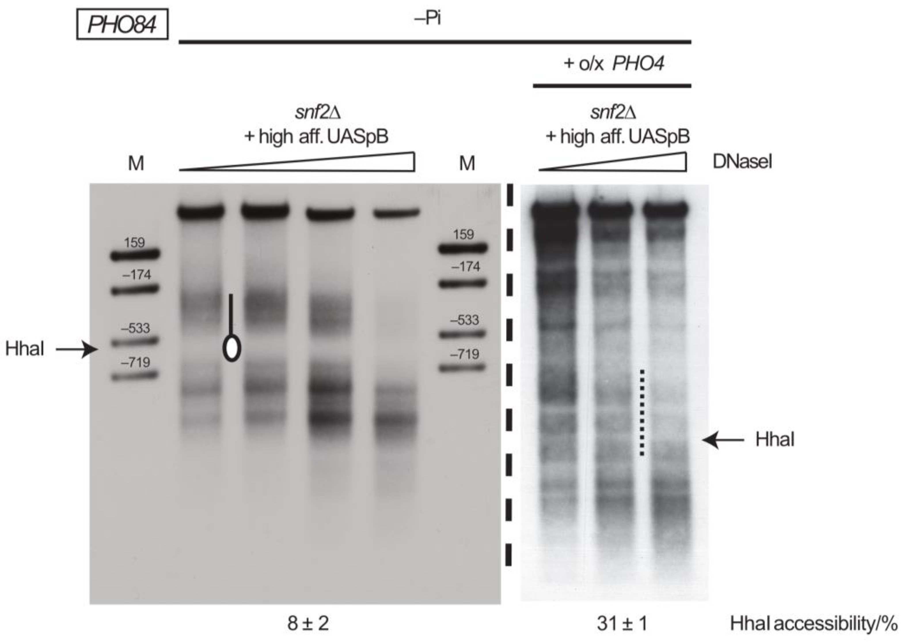 Ijms 24 04949 g008 Ijms 24 04949 g008