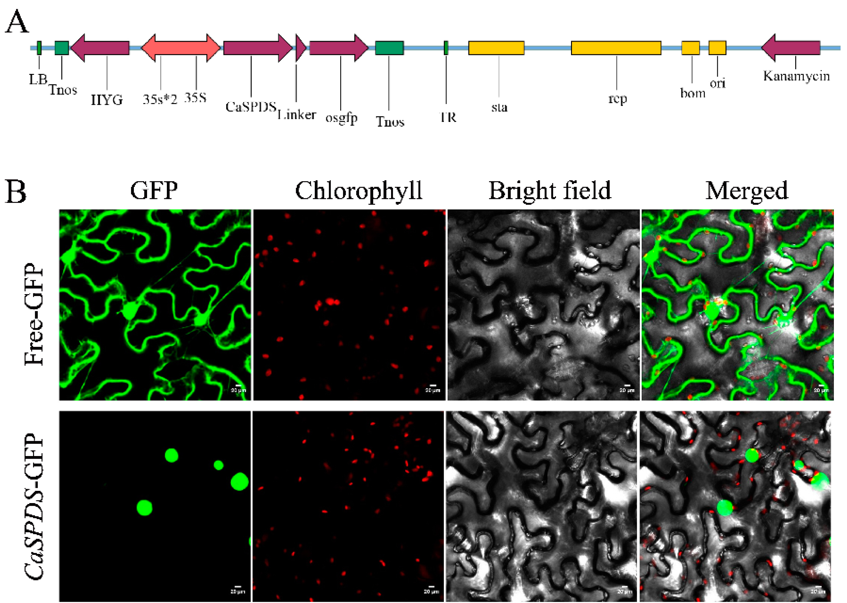 Ijms 24 05013 g004 Ijms 24 05013 g004