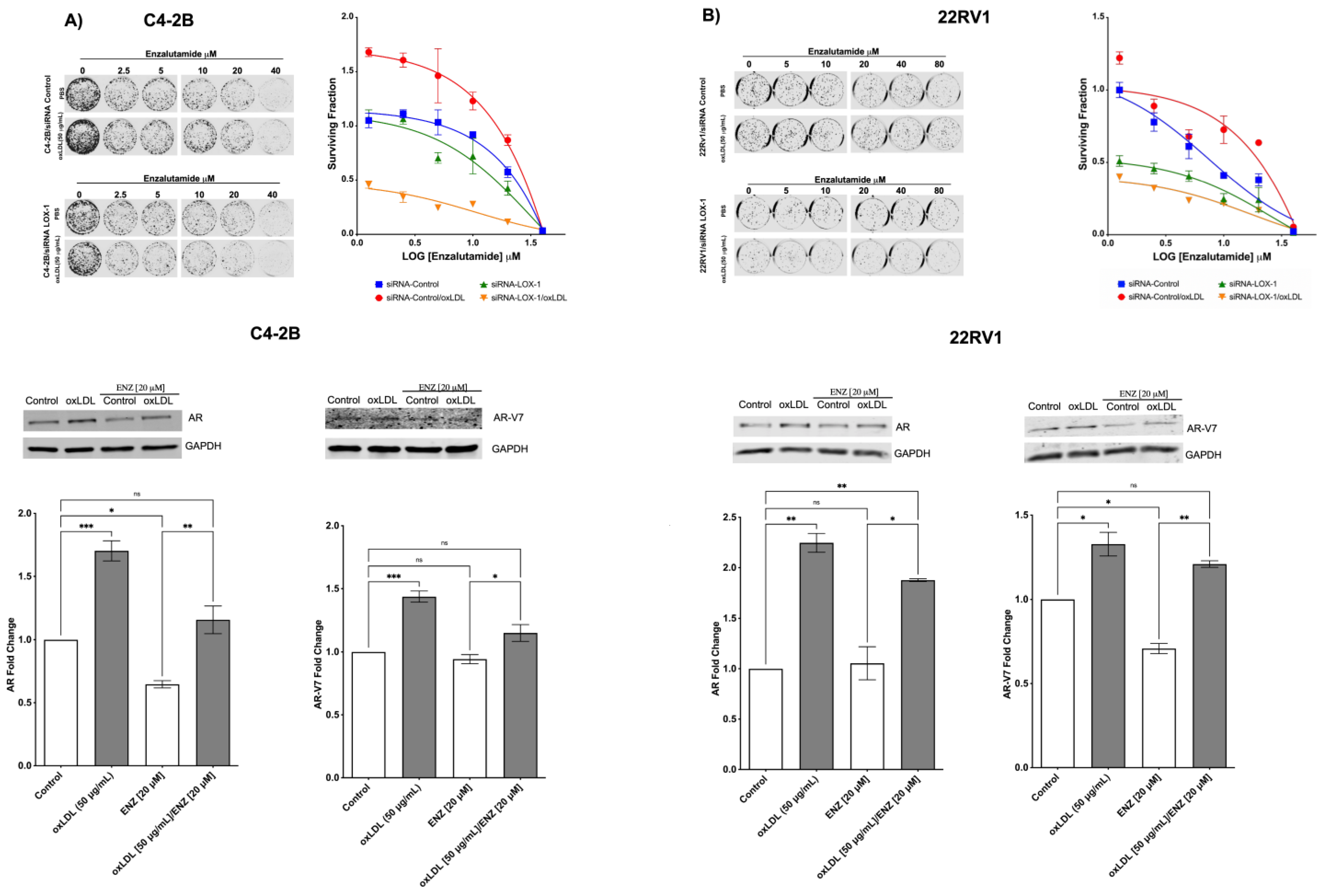 Ijms 24 05082 g006 Ijms 24 05082 g006