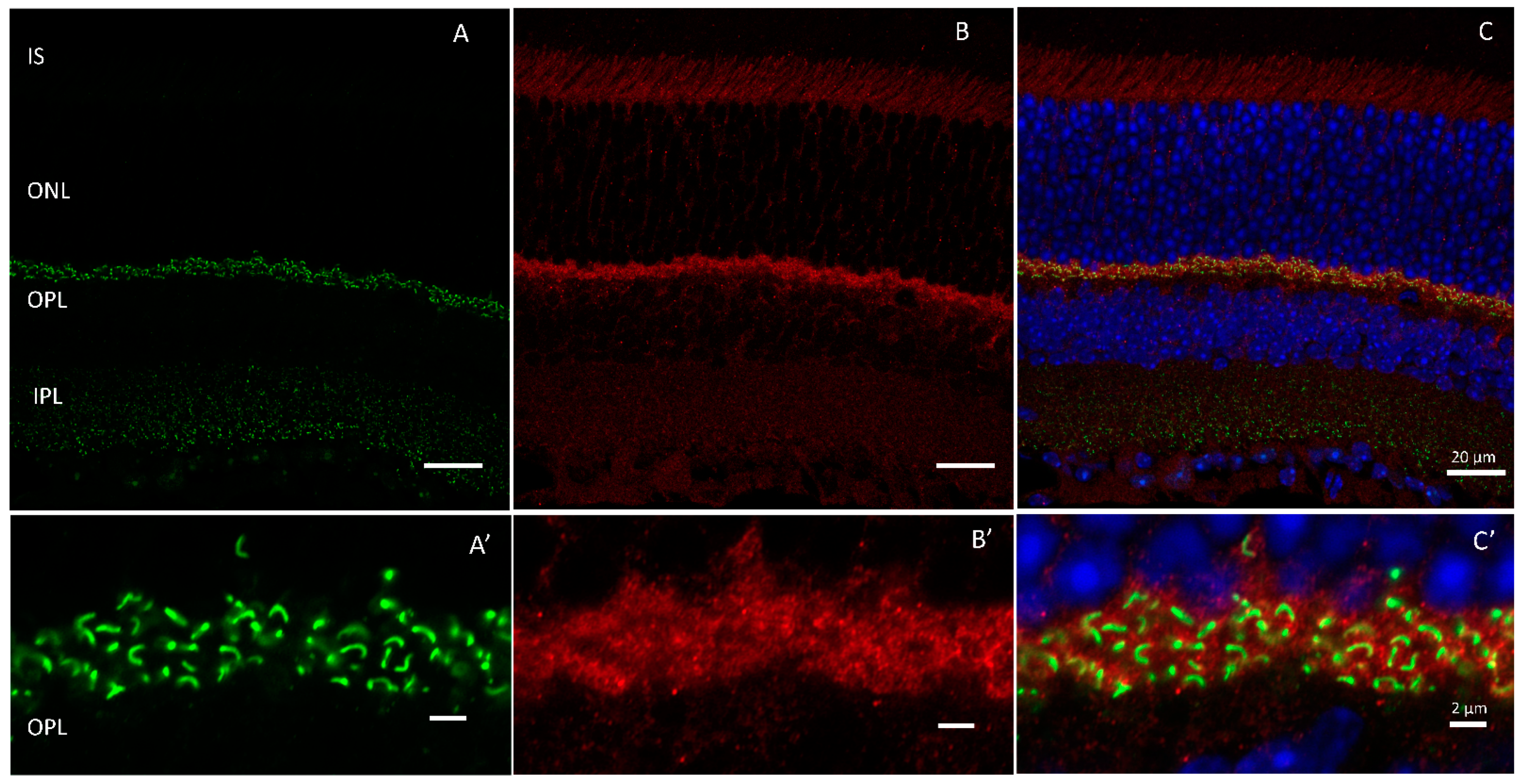 Ijms 24 05090 g002 Ijms 24 05090 g002