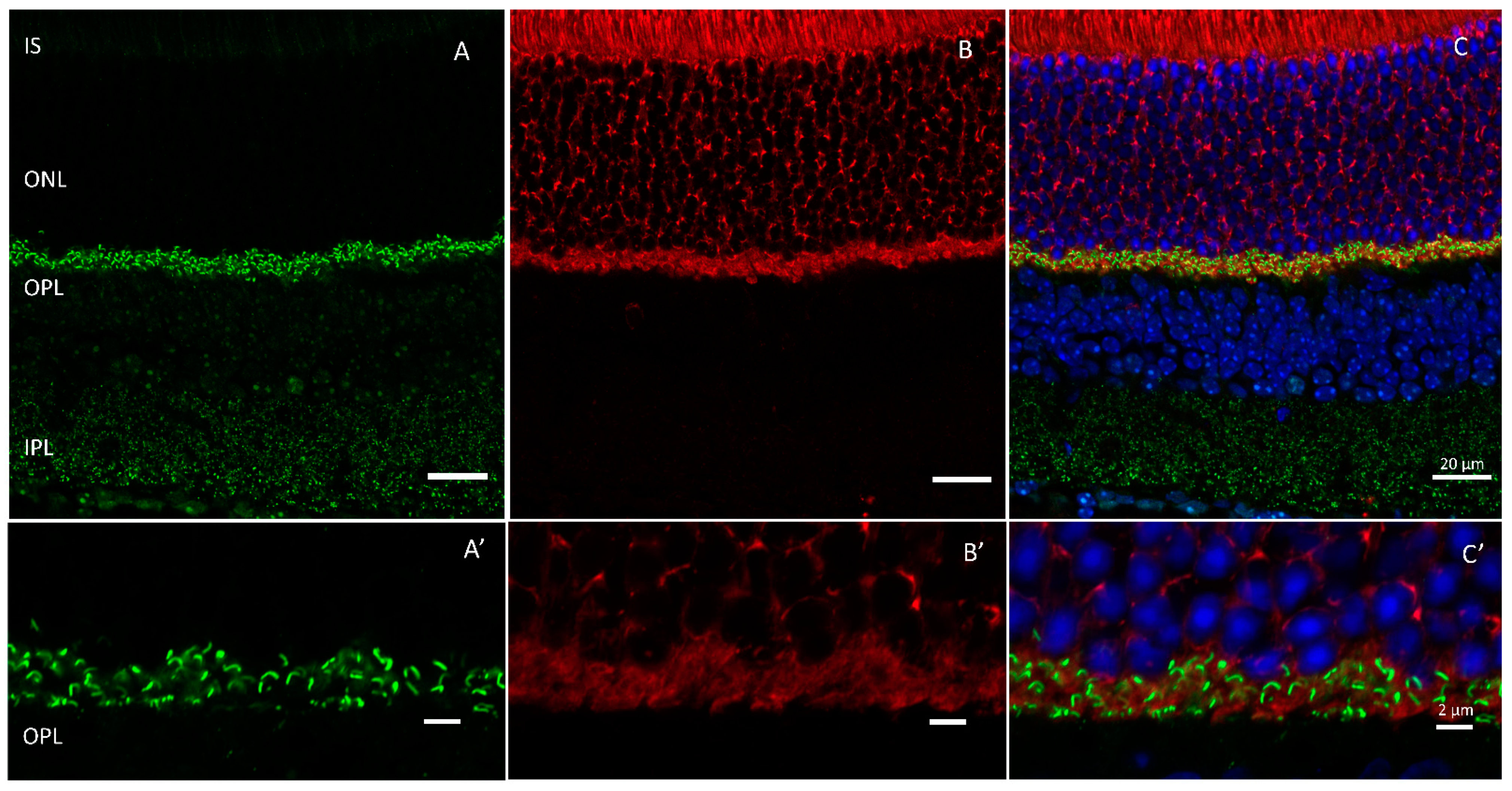 Ijms 24 05090 g003 Ijms 24 05090 g003
