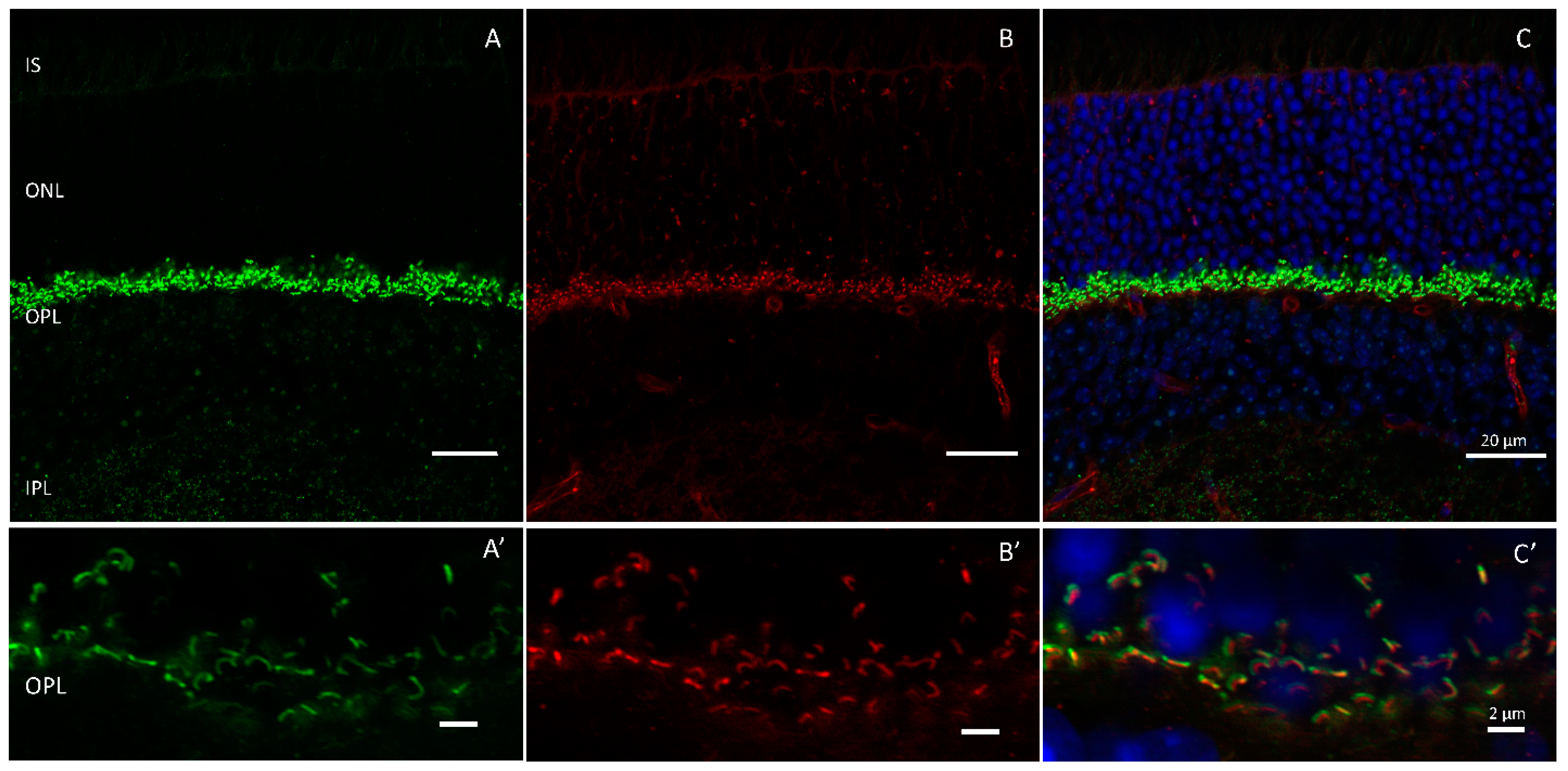 Ijms 24 05090 g004 Ijms 24 05090 g004