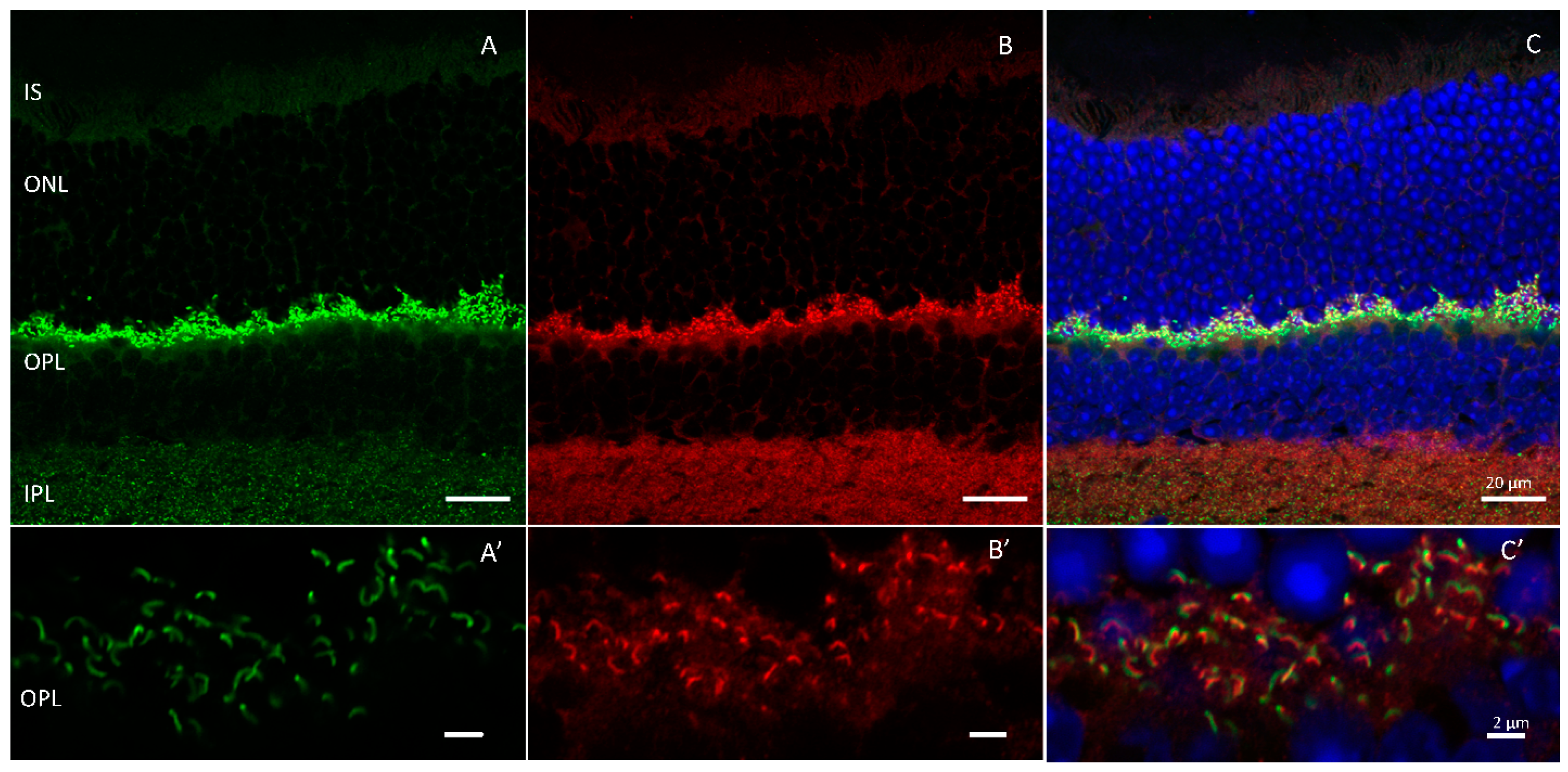 Ijms 24 05090 g005 Ijms 24 05090 g005
