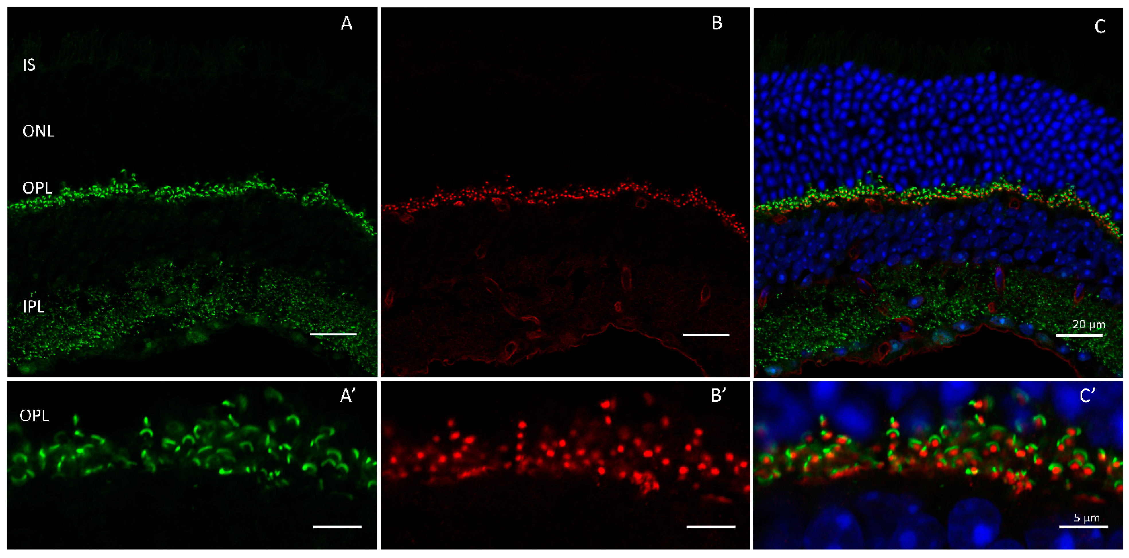 Ijms 24 05090 g006 Ijms 24 05090 g006