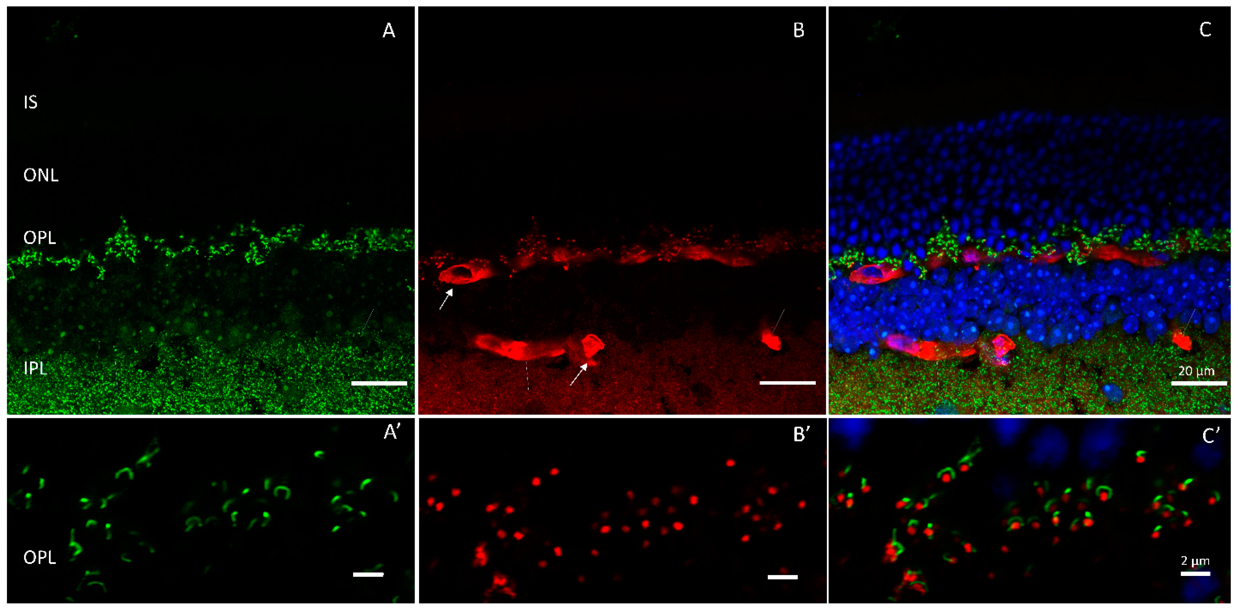 Ijms 24 05090 g007 Ijms 24 05090 g007