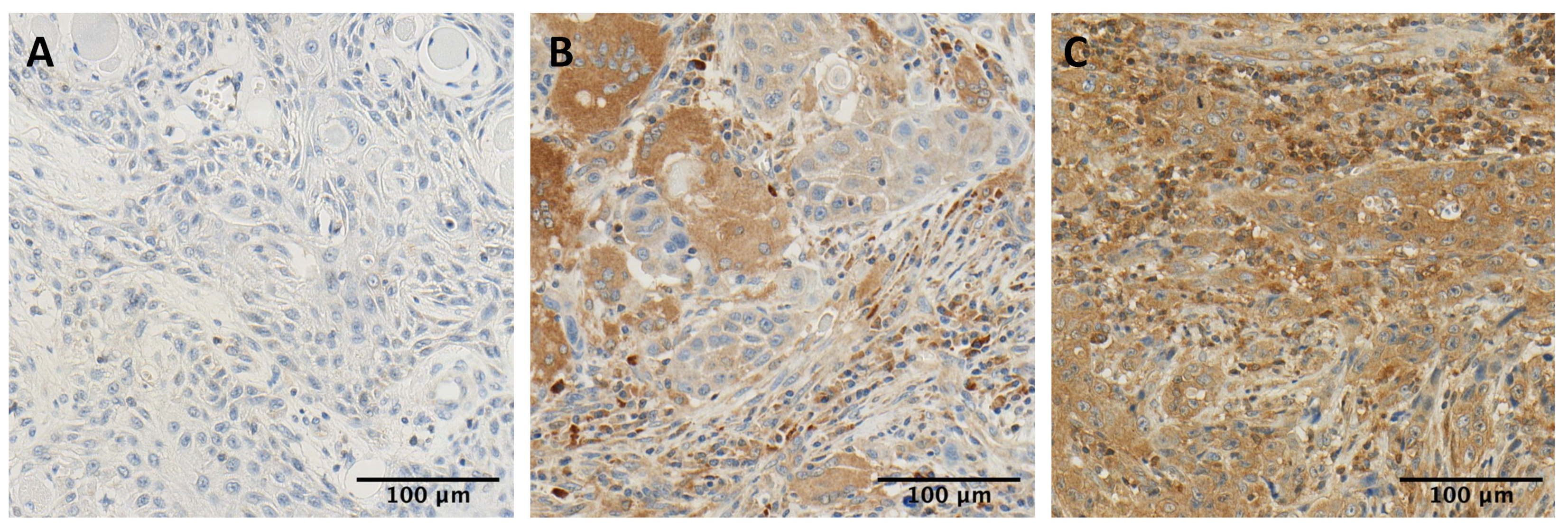 Ijms 24 05140 g001 Ijms 24 05140 g001