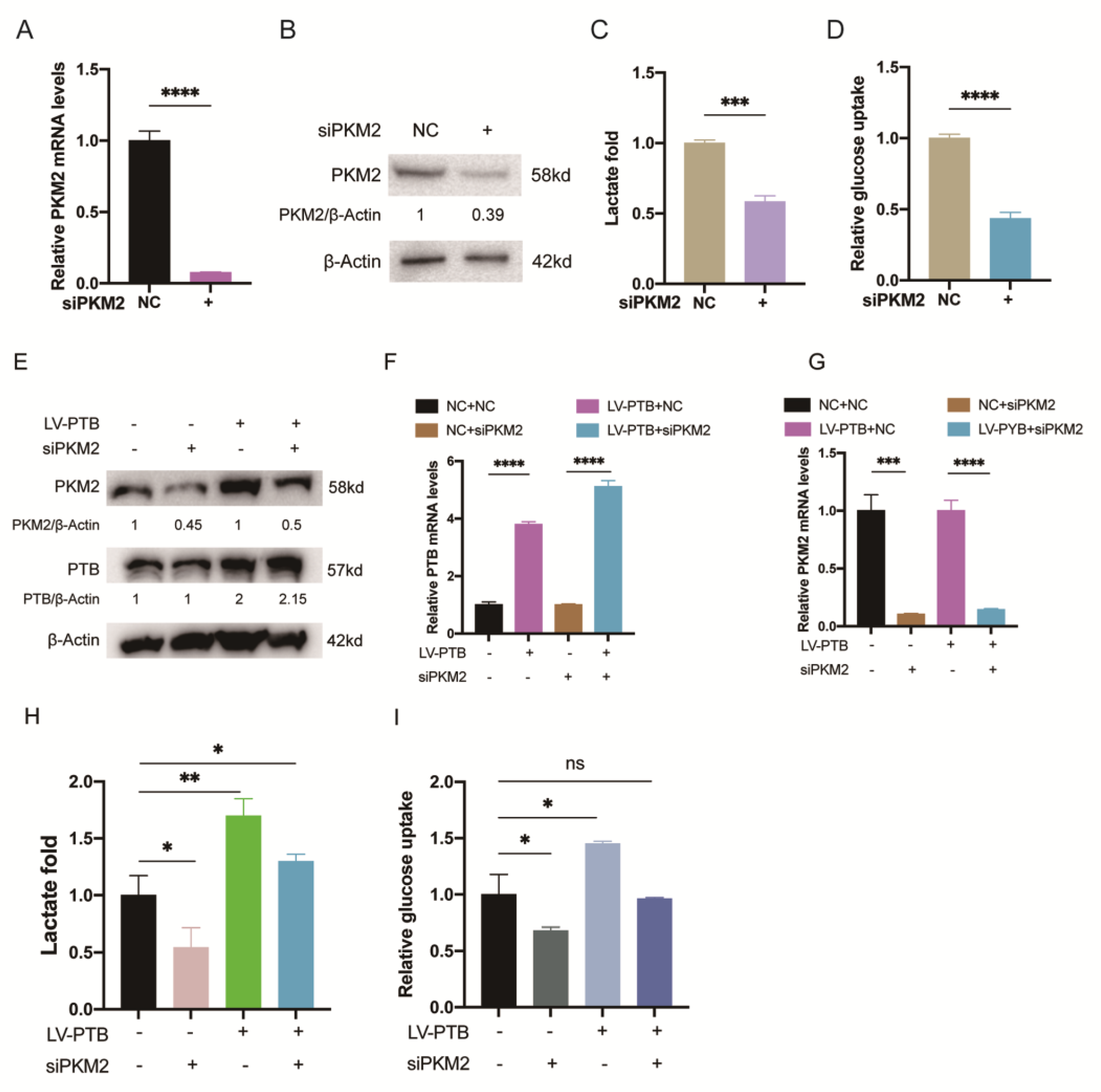 PTB Regulates the Metabolic Pathways and Cell Function of Keloid ...