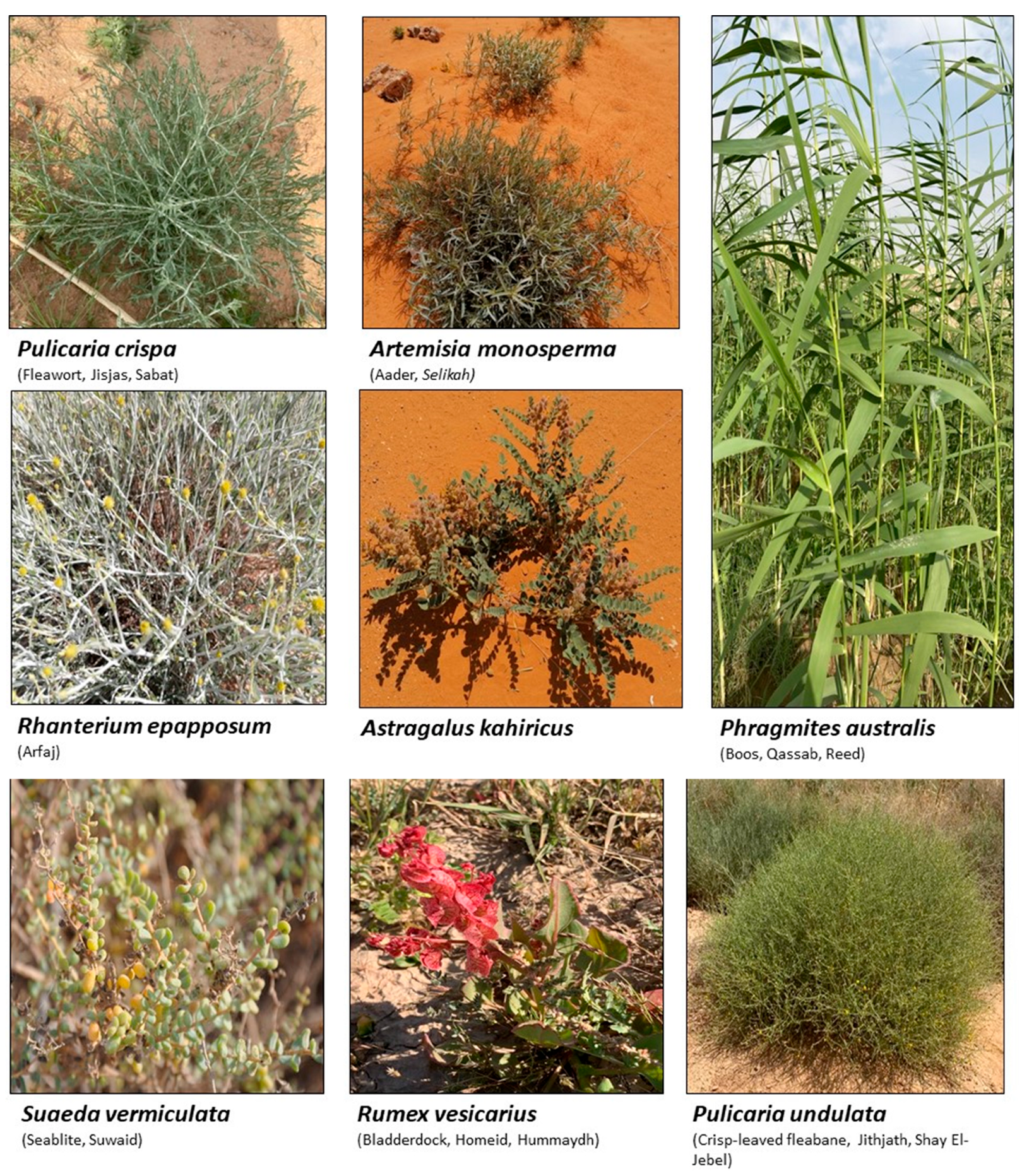 Ijms 24 05171 g002 Ijms 24 05171 g002