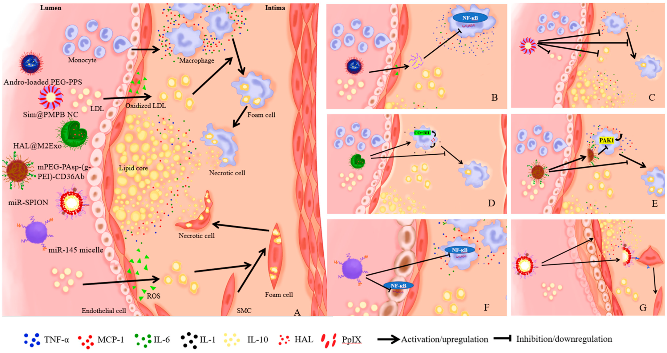 Ijms 24 05205 g002 Ijms 24 05205 g002