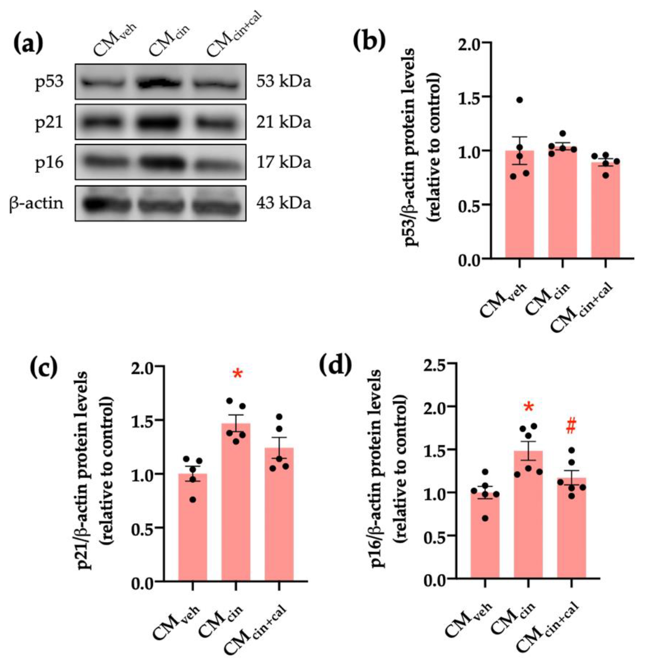 Ijms 24 05217 g002 Ijms 24 05217 g002