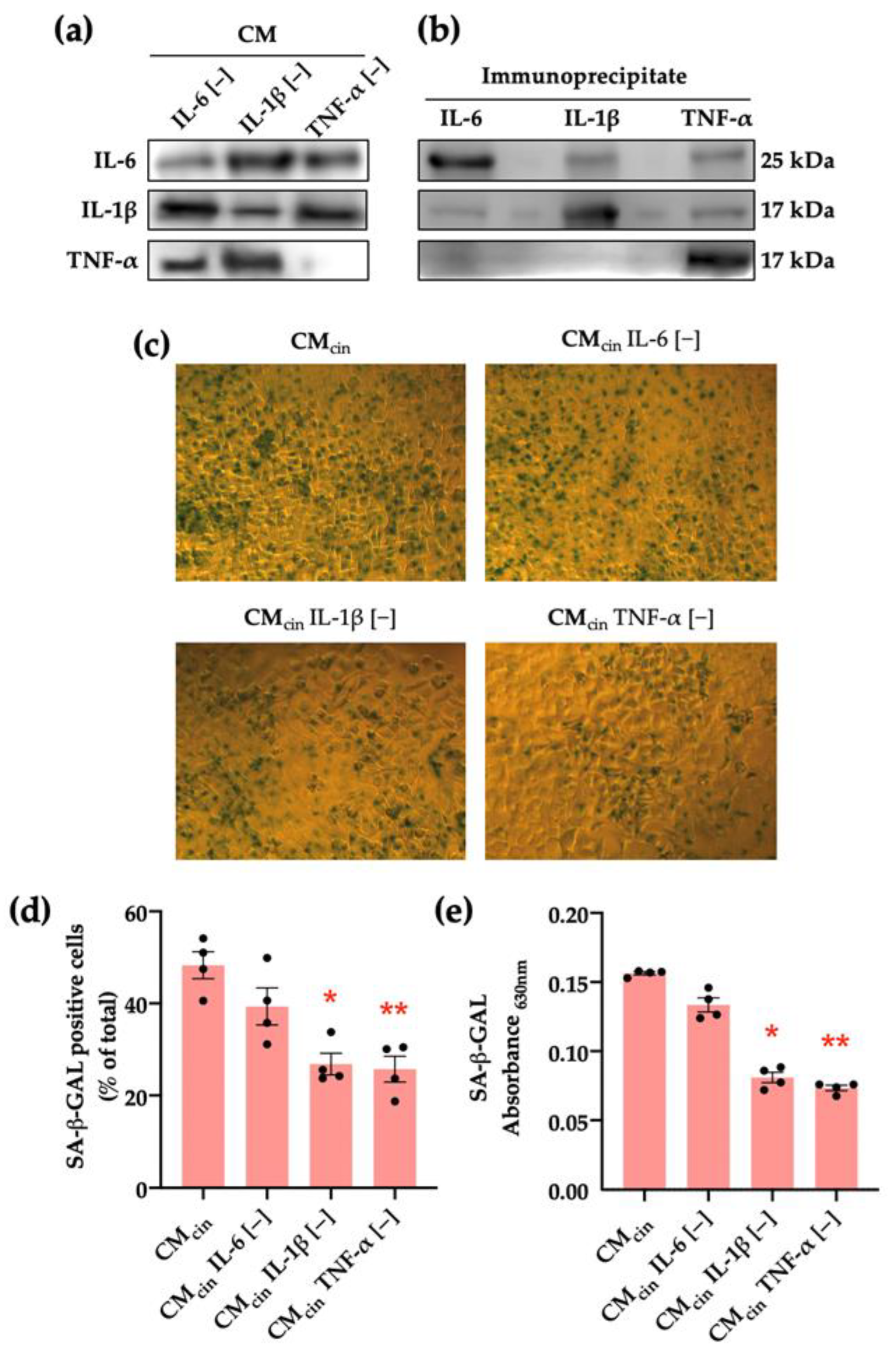 Ijms 24 05217 g005 Ijms 24 05217 g005