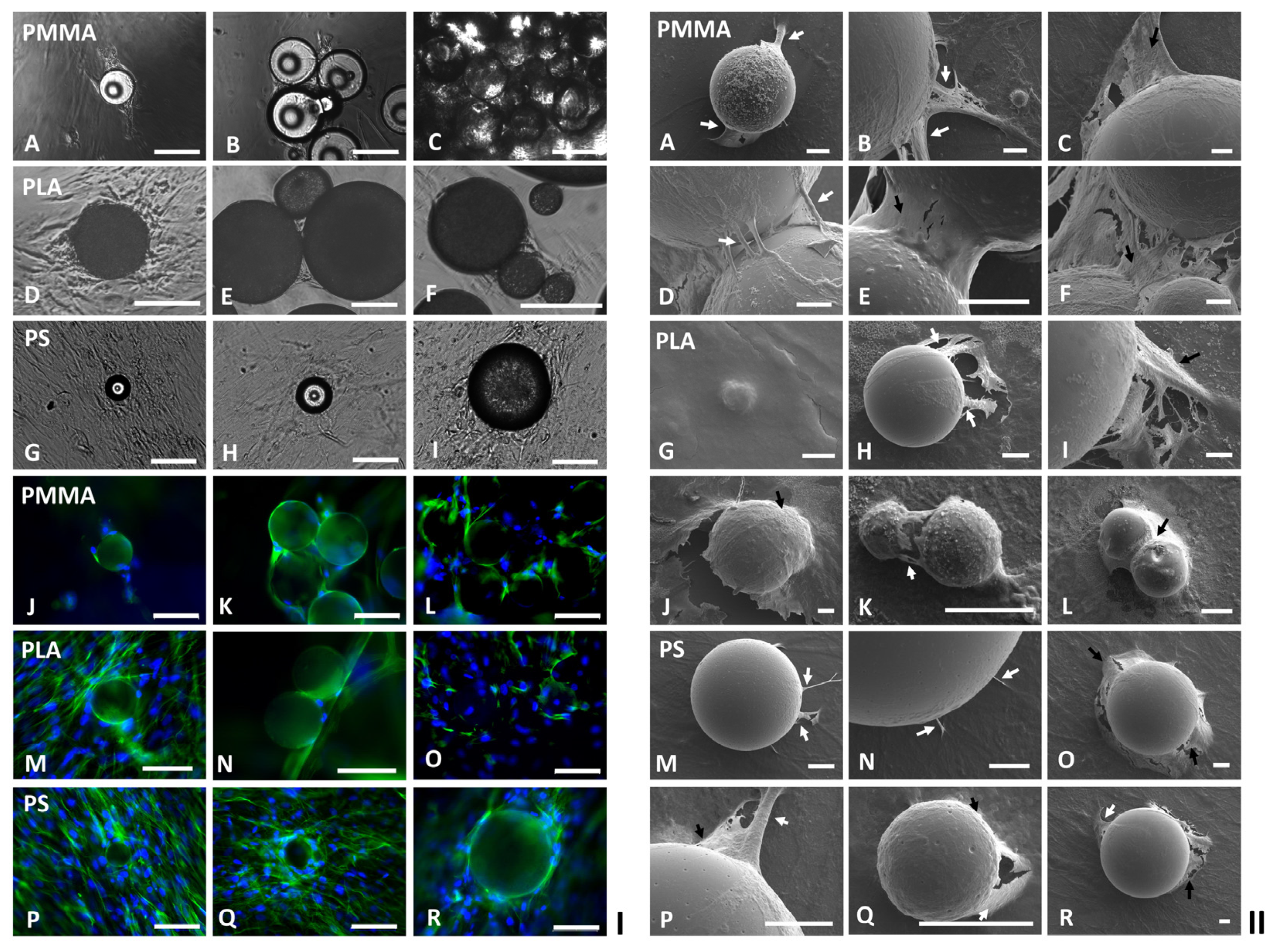 Ijms 24 05234 g001 Ijms 24 05234 g001