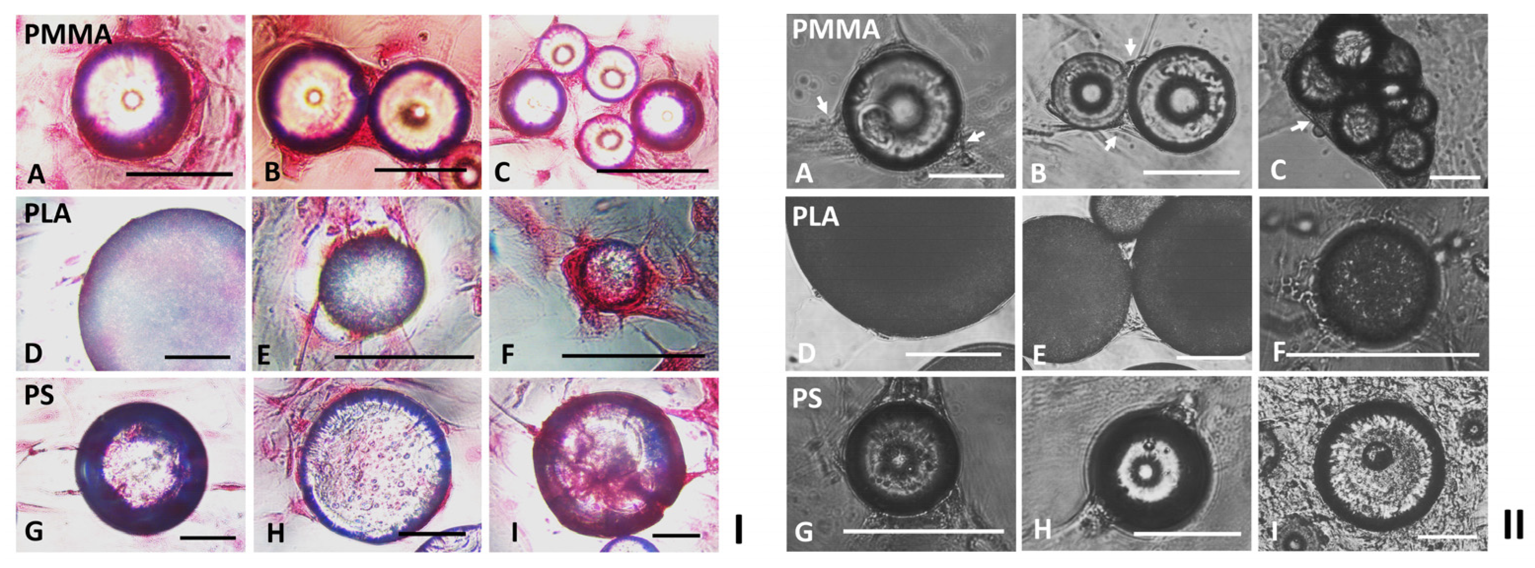 Ijms 24 05234 g002 Ijms 24 05234 g002