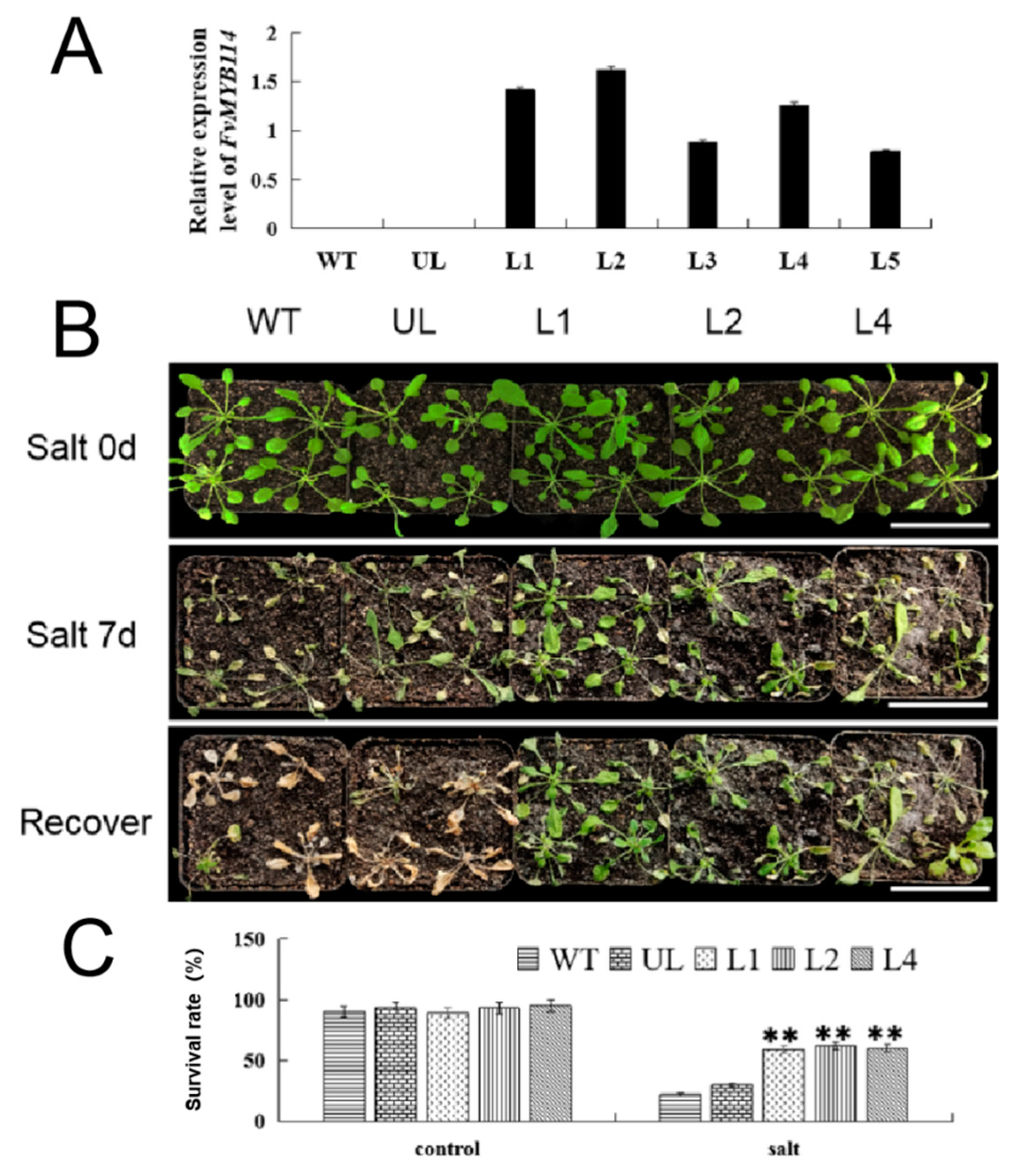 Ijms 24 05261 g005 Ijms 24 05261 g005