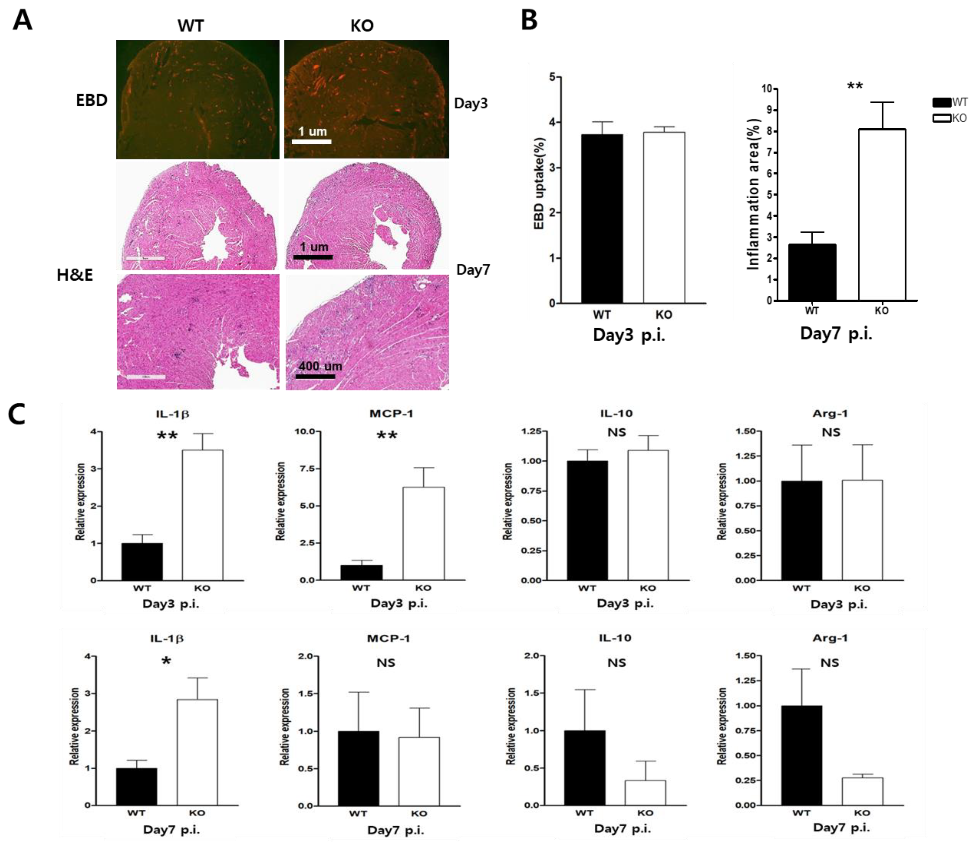 Ijms 24 05309 g004 Ijms 24 05309 g004