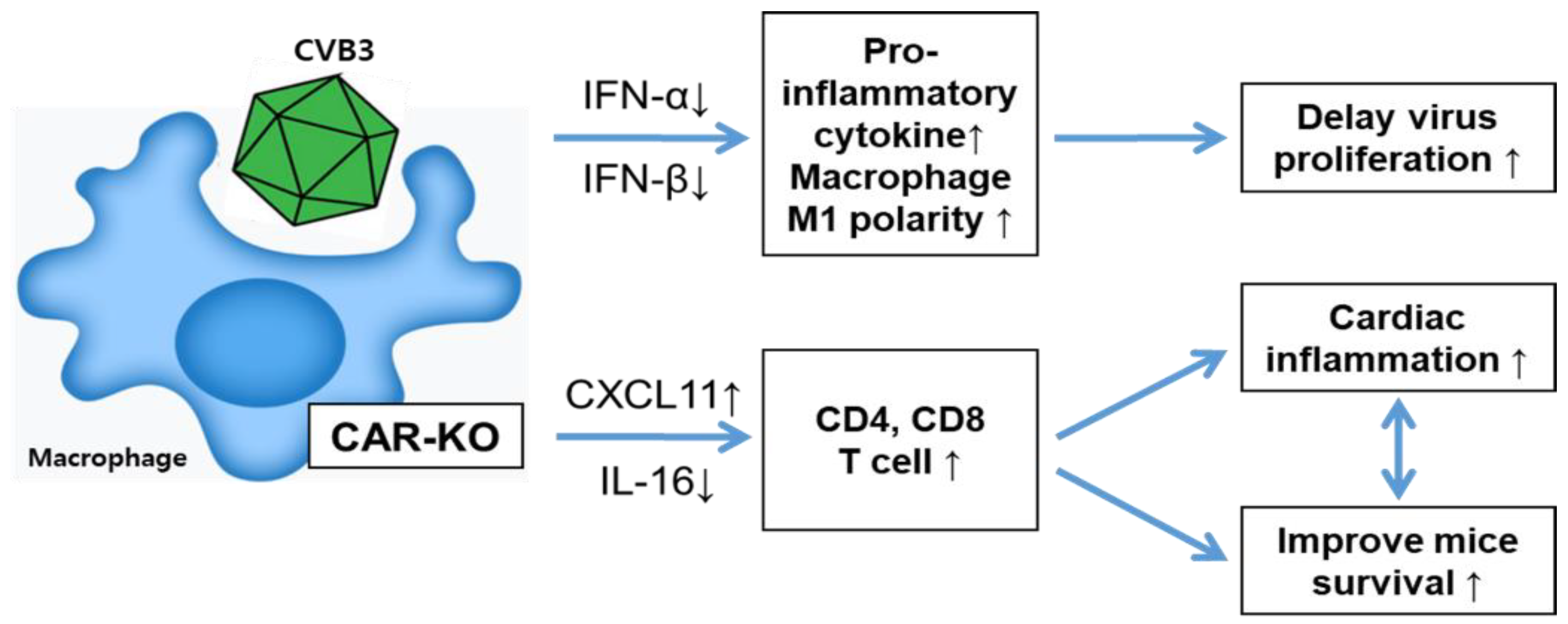 Ijms 24 05309 g007 Ijms 24 05309 g007