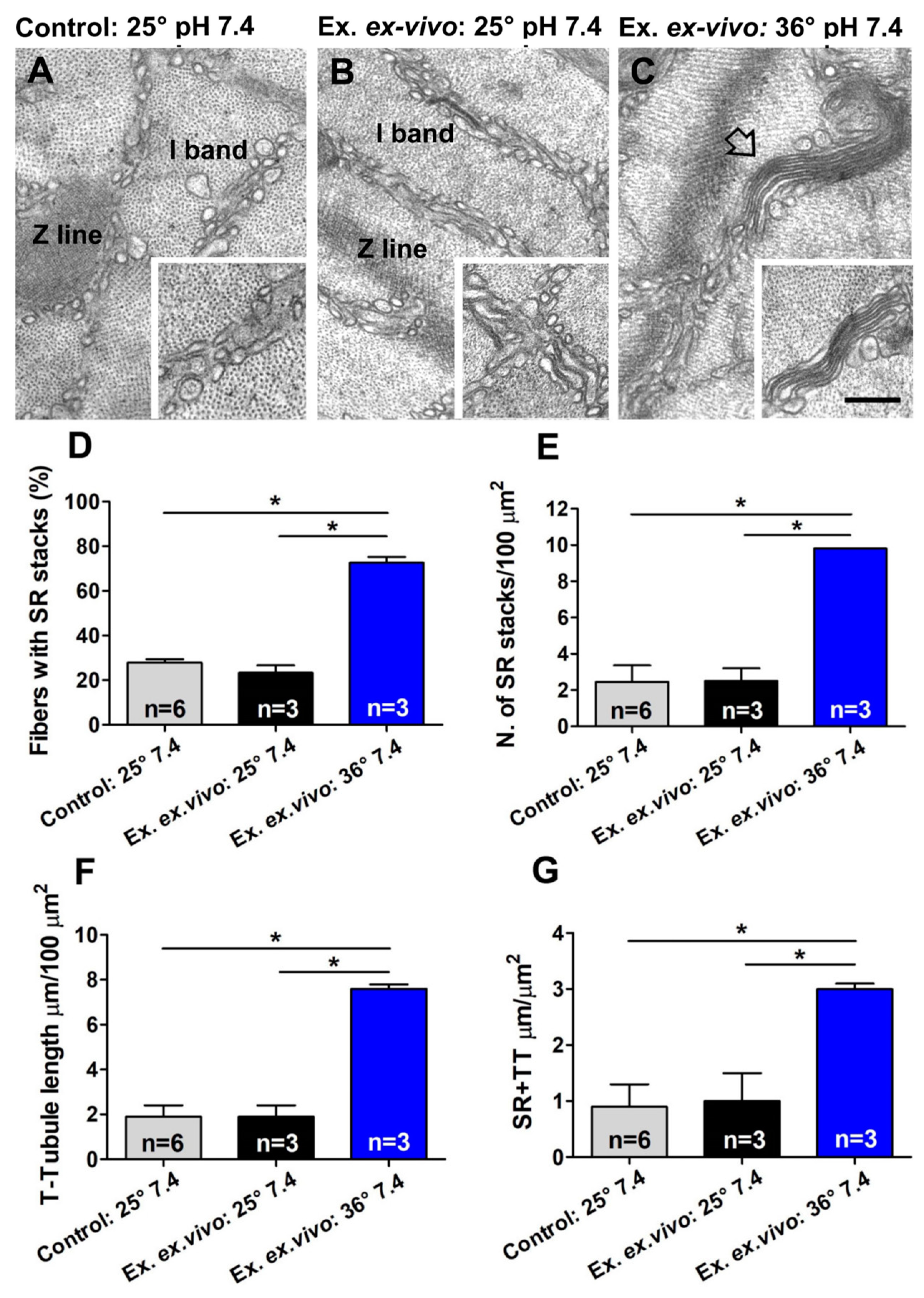 Ijms 24 05328 g004 Ijms 24 05328 g004