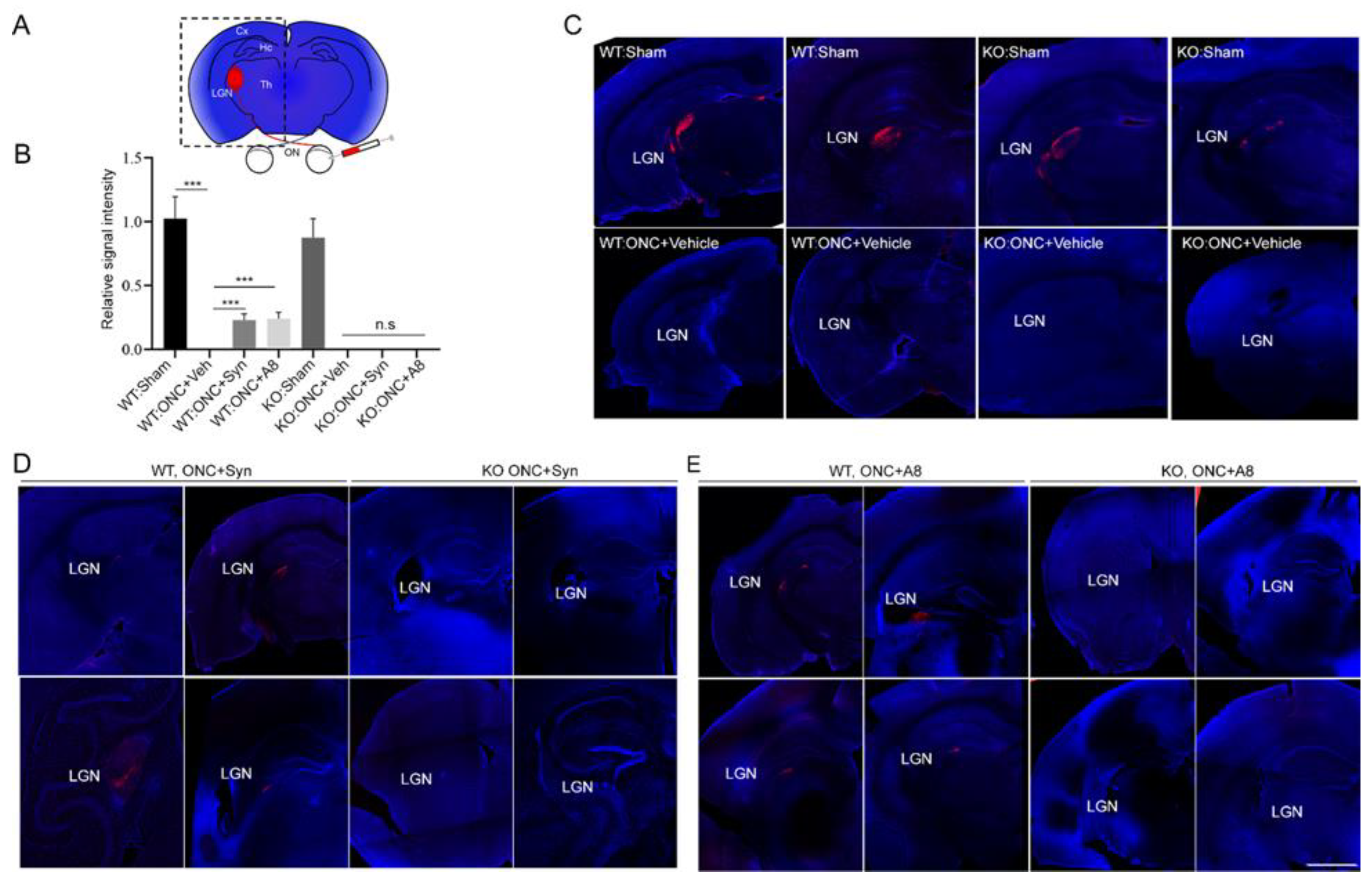 Ijms 24 05340 g003 Ijms 24 05340 g003
